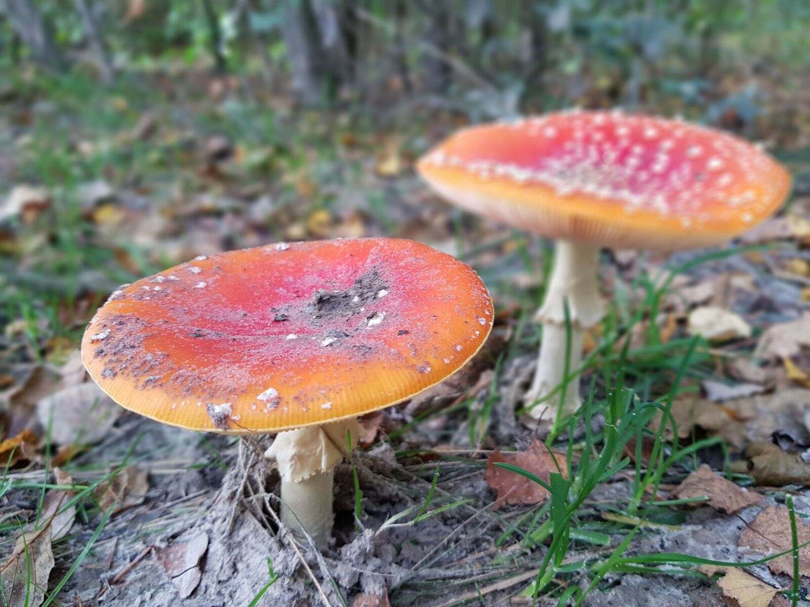 Samsung Galaxy S8+ sample photo. Fly agaric, poisonous mushrooms photography