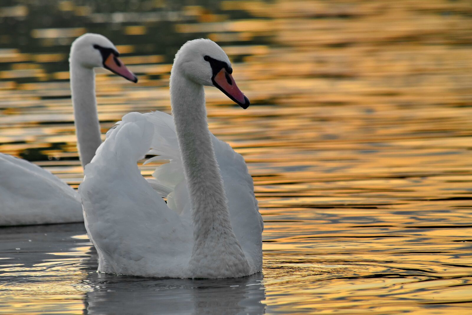 Nikon D5500 sample photo. Flock, sunset, swan, aquatic photography