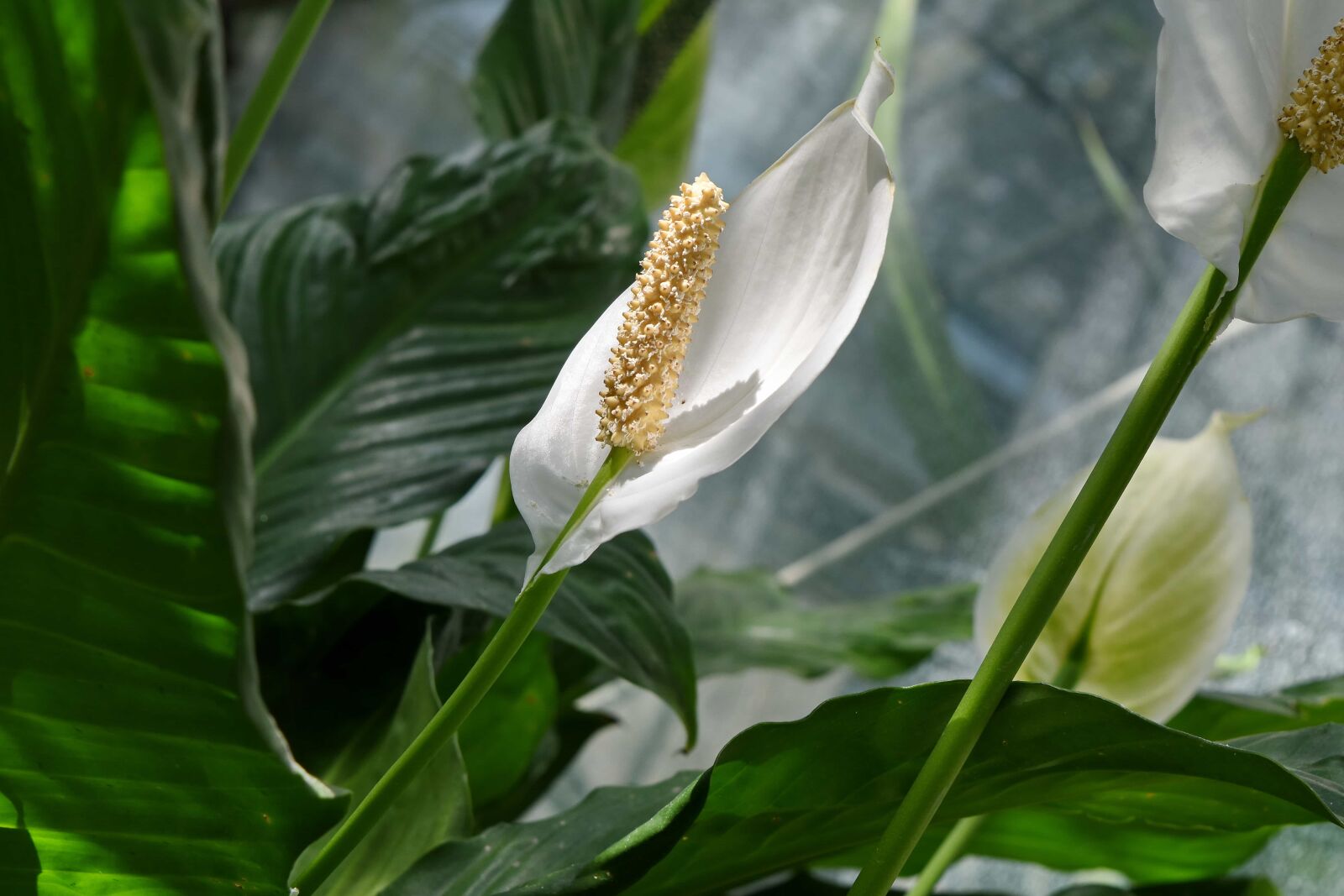 Nikon D5500 sample photo. Exotic, flower bud, rain photography