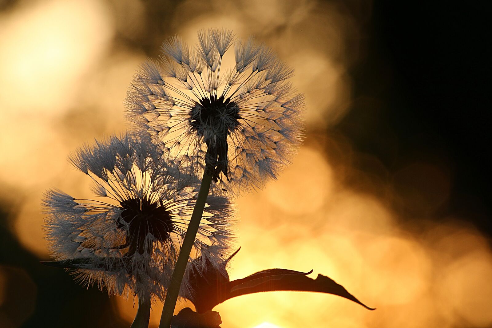 Canon EOS 6D sample photo. Dandelion, flower, seeds photography