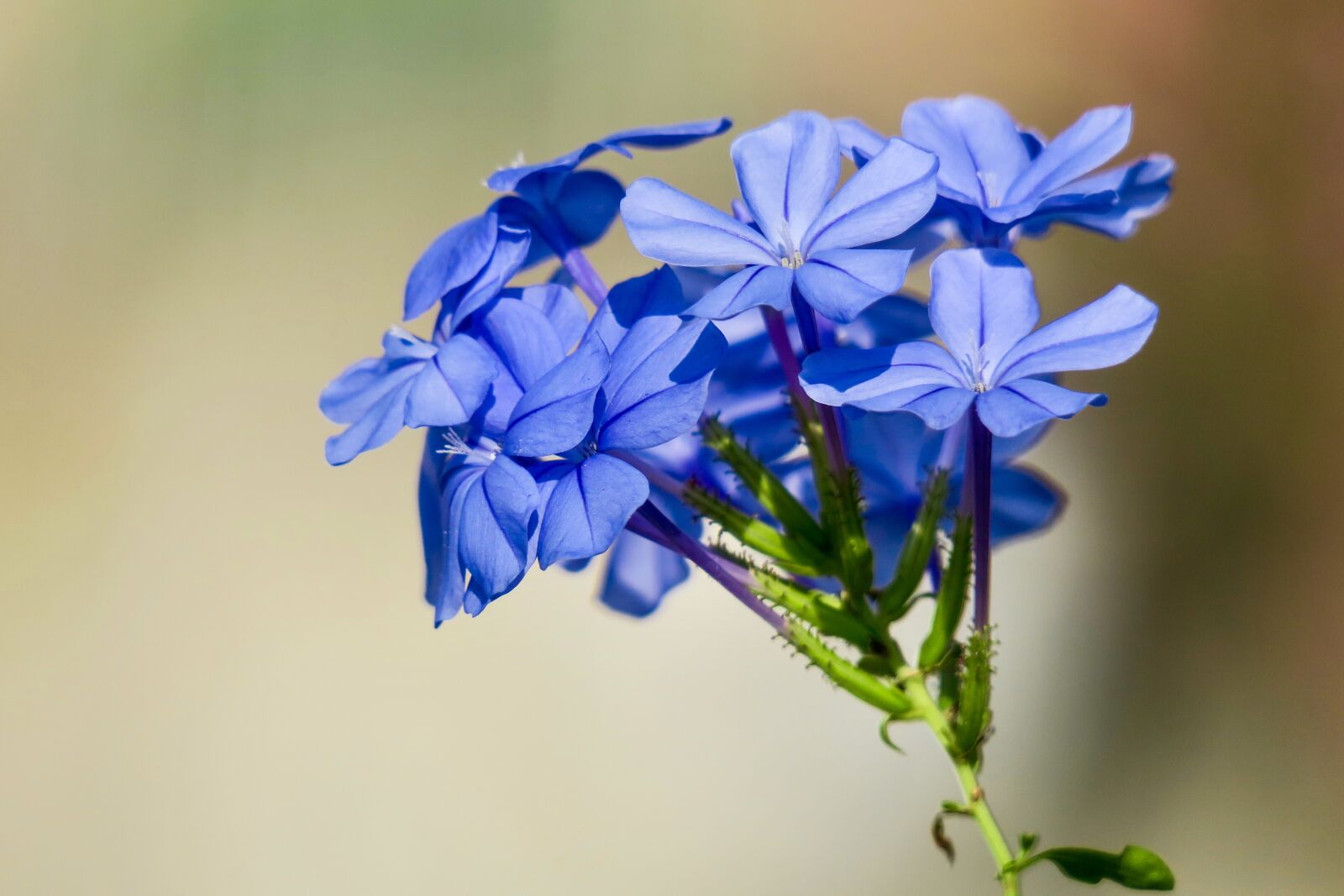 Canon PowerShot G3 X sample photo. Blue flower dan, flower photography