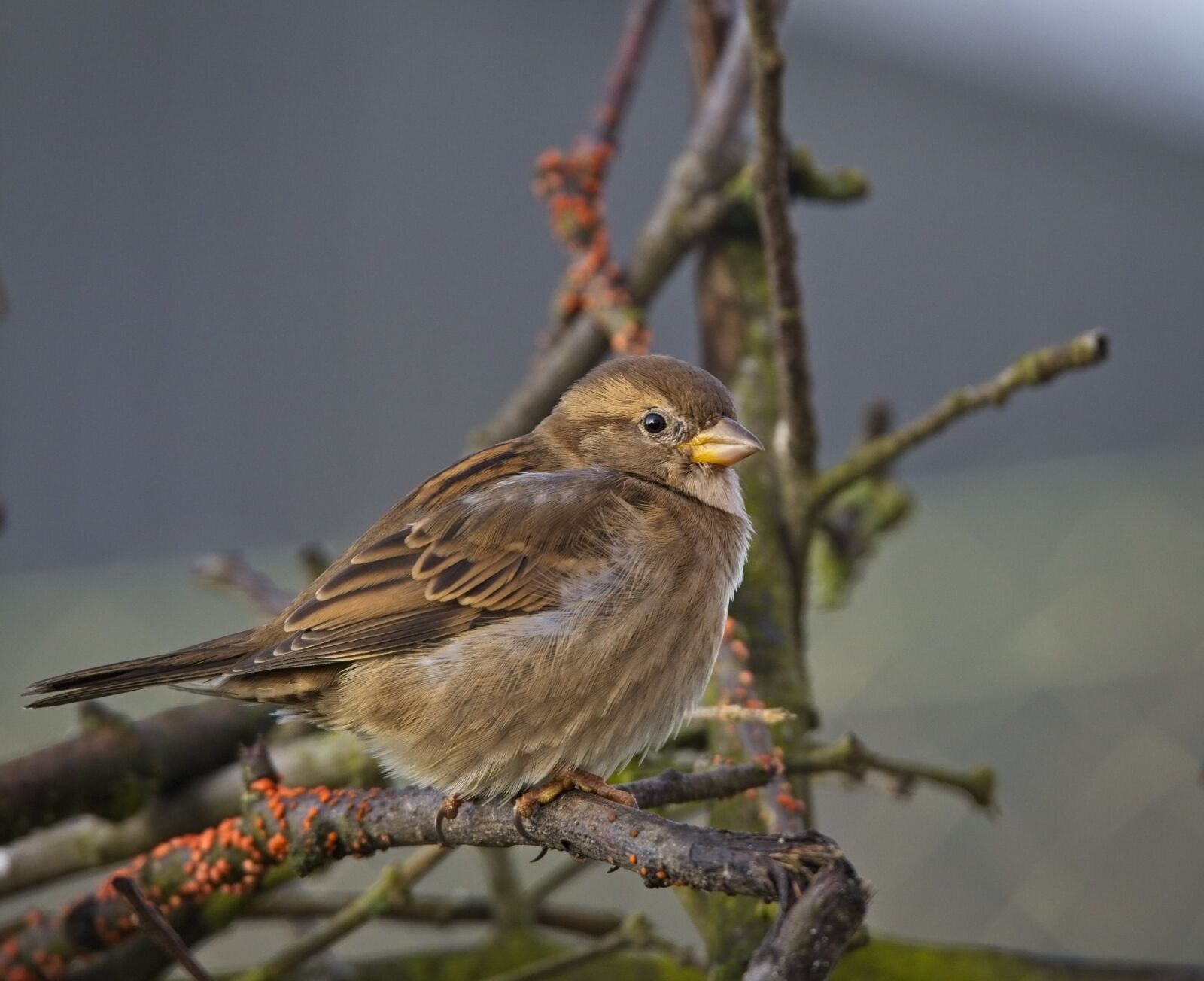 150-600mm F5-6.3 DG OS HSM | Sports 014 sample photo. House sparrow, sparrow, sperling photography