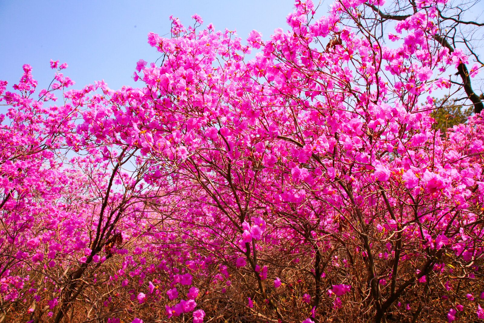 Canon EOS 5D sample photo. Flowers, azalea, taking into photography