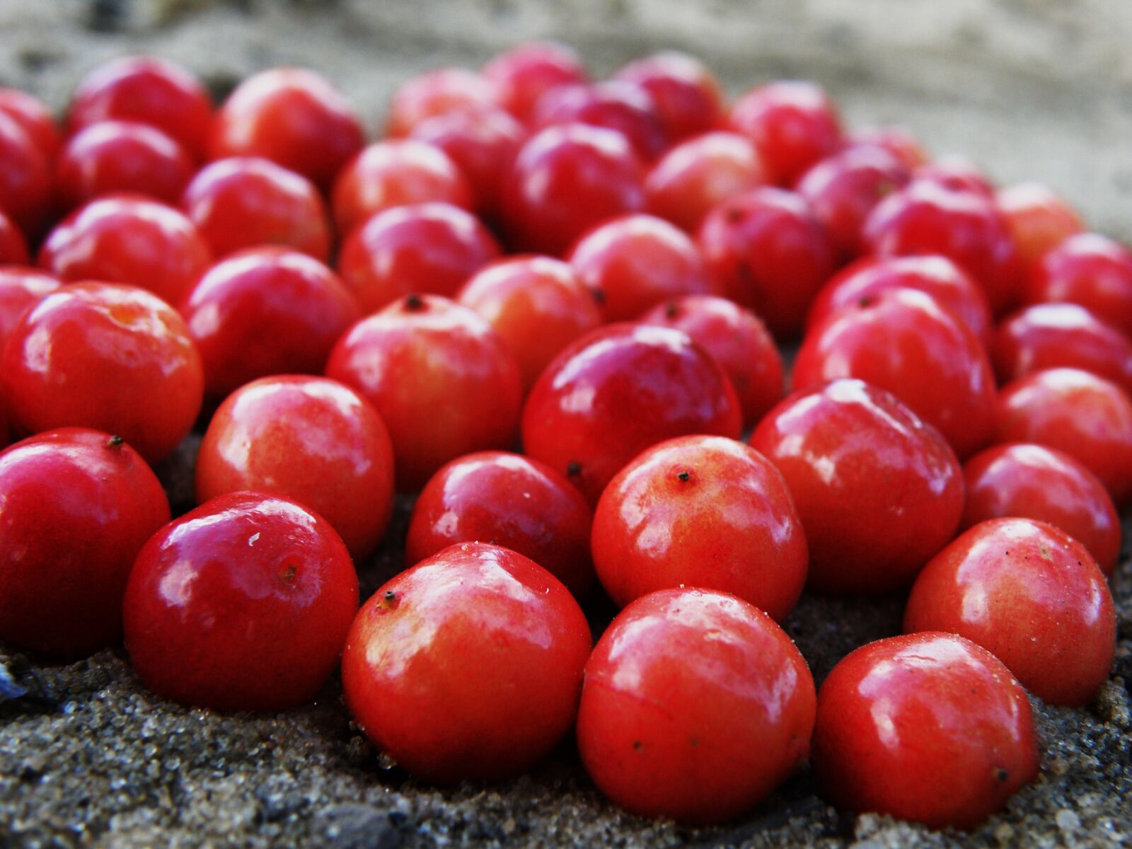 Olympus SP570UZ sample photo. Berry, cranberries, red photography