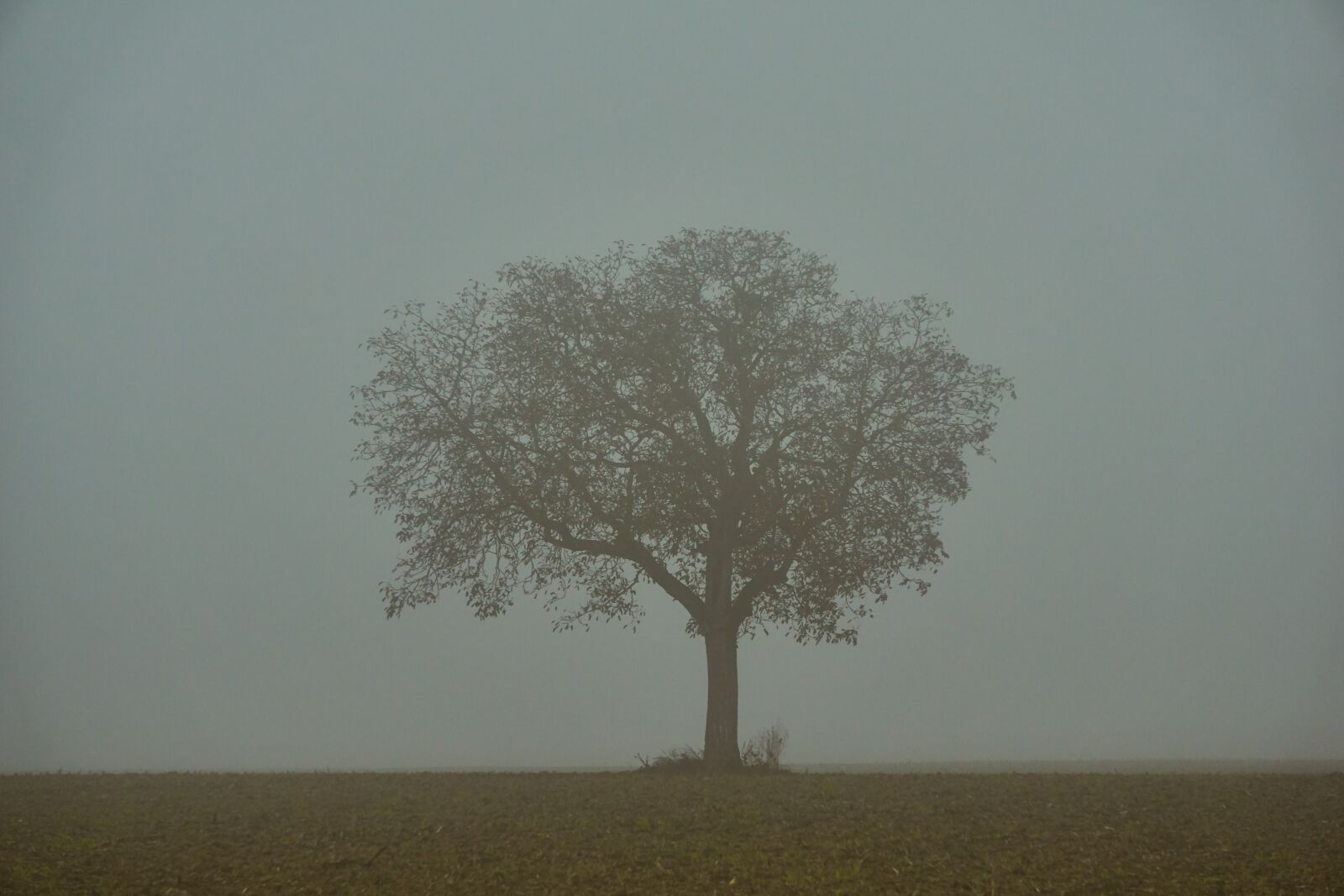 Sony a6000 + Sony E 55-210mm F4.5-6.3 OSS sample photo. Tree, fog, mystical photography