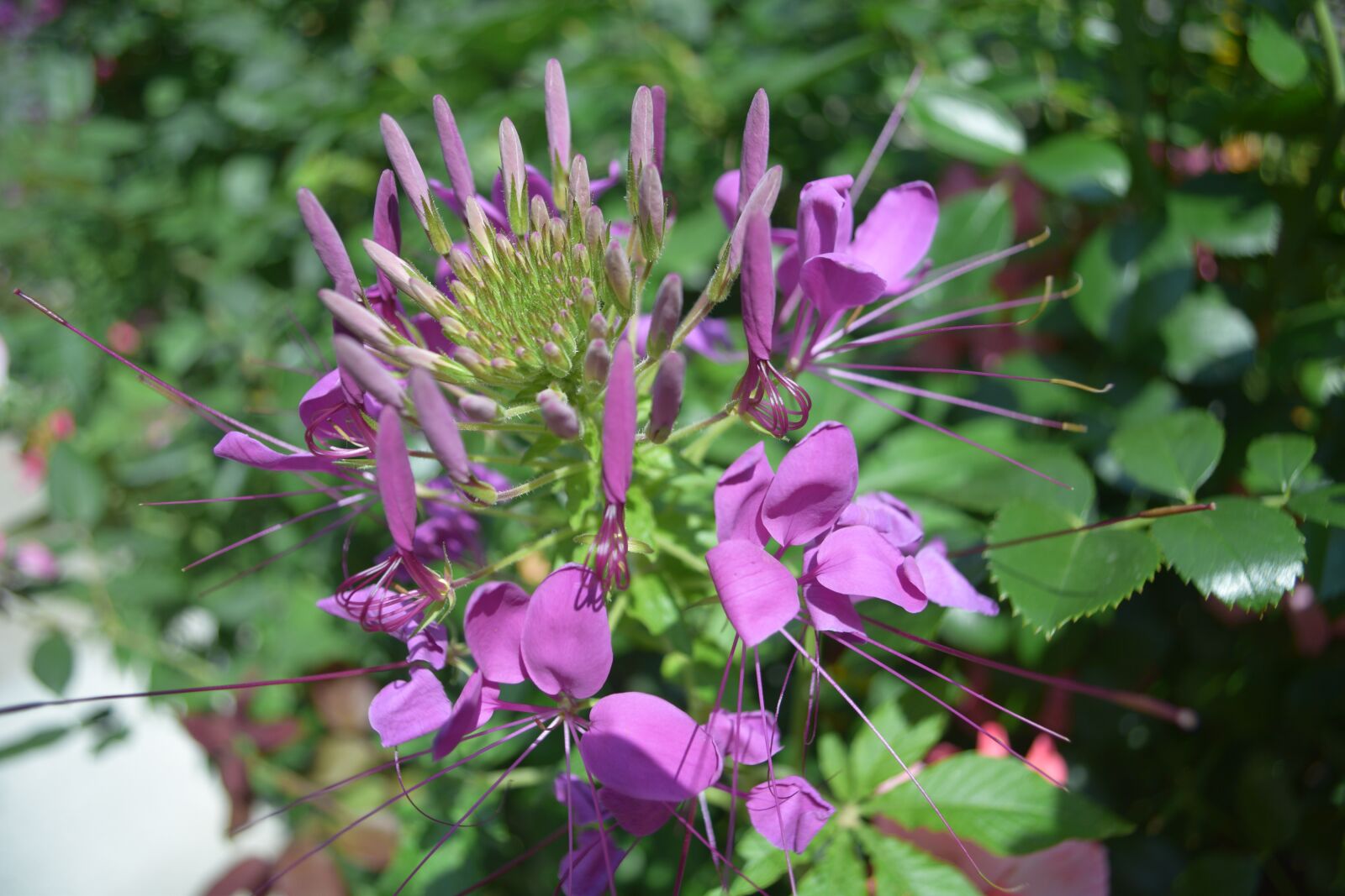 Nikon D3300 sample photo. Purple, flower, exotic photography
