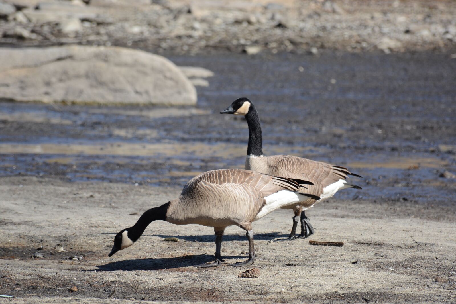 Nikon D7100 sample photo. Geese, canada geese, canada photography
