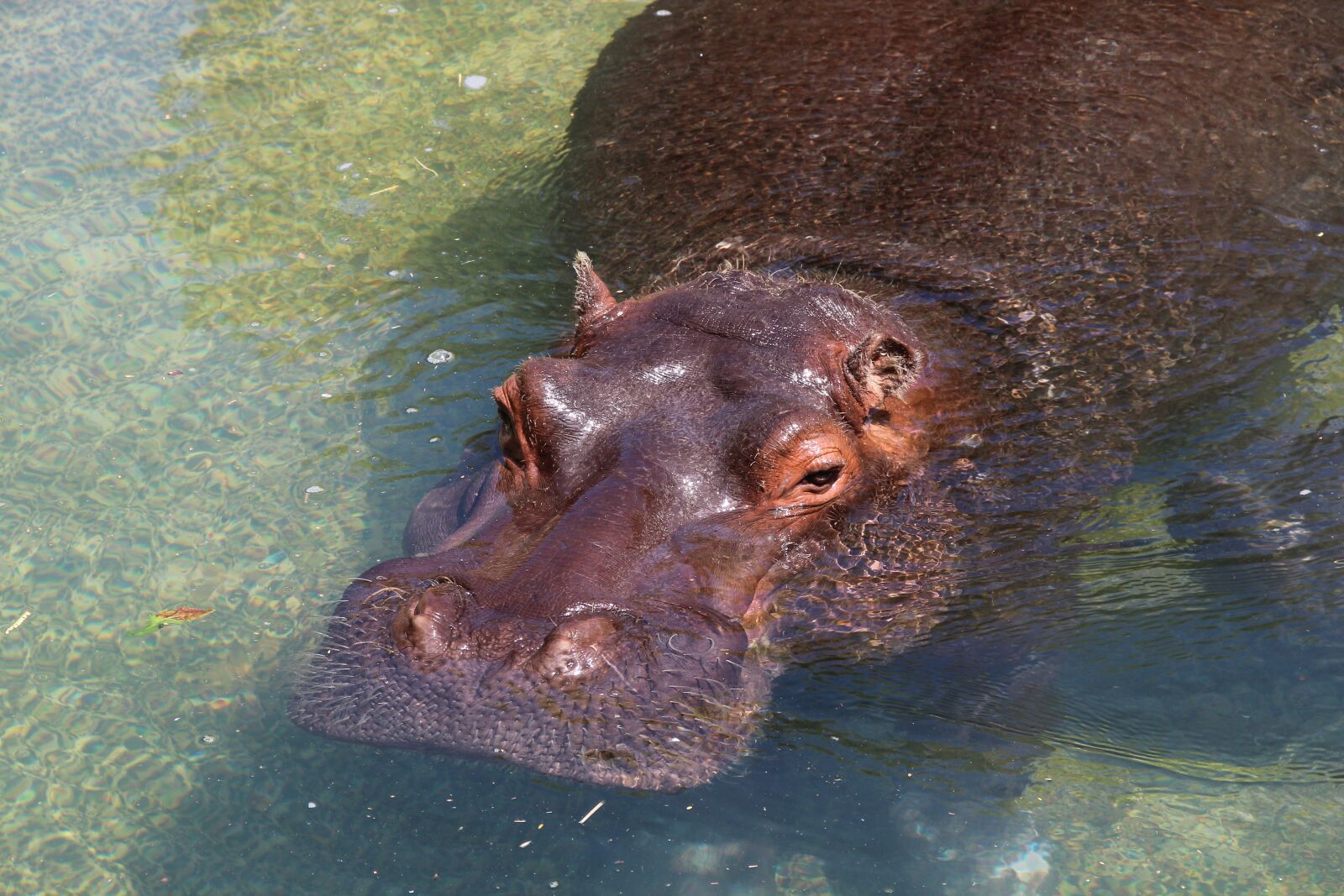 Canon EOS 600D (Rebel EOS T3i / EOS Kiss X5) sample photo. Hippopotamus, hippo, herbivores photography