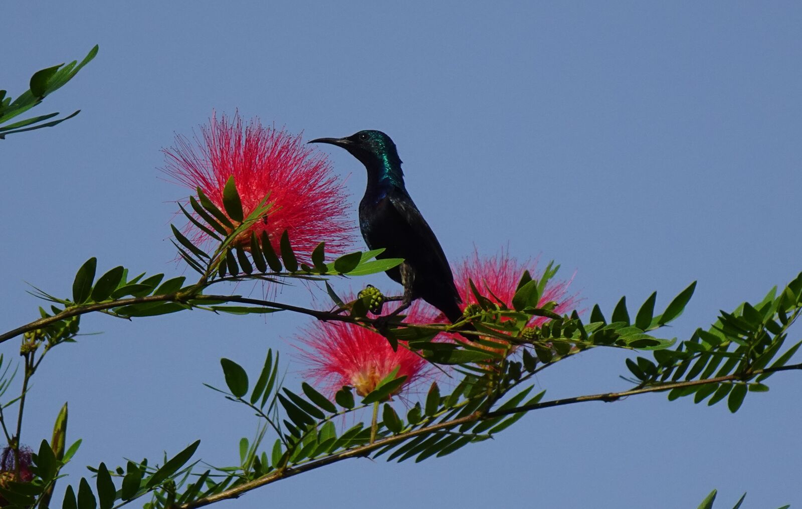 Sony DSC-WX800 sample photo. Bird, purple sunbird, cinnyris photography