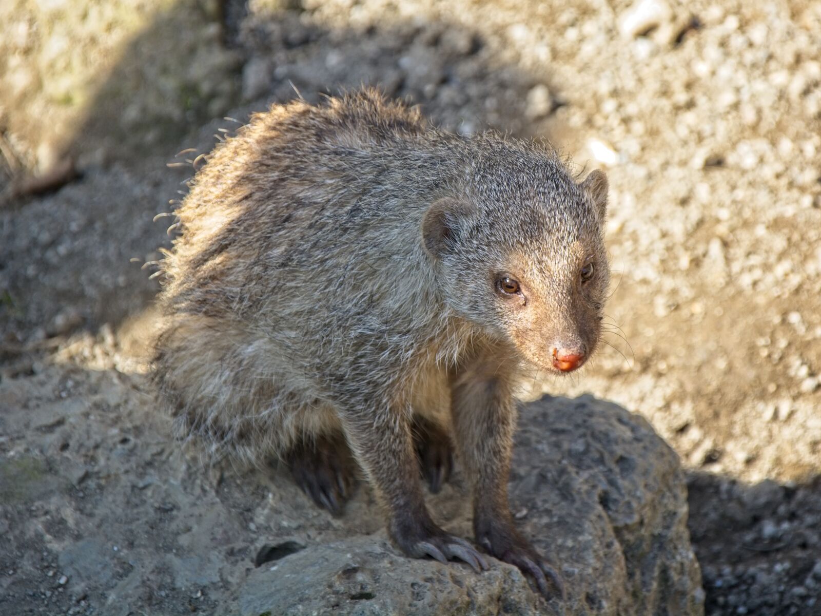 Nikon D7100 sample photo. Banded mongoose, mongoose, predator photography