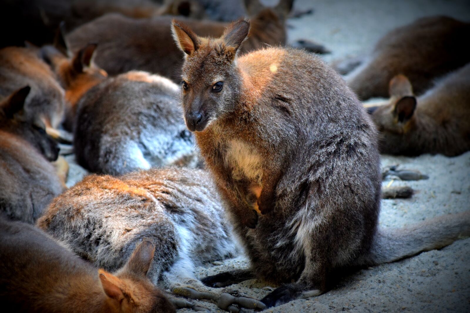 Nikon D3300 sample photo. Kangaroo, purse, zoo photography