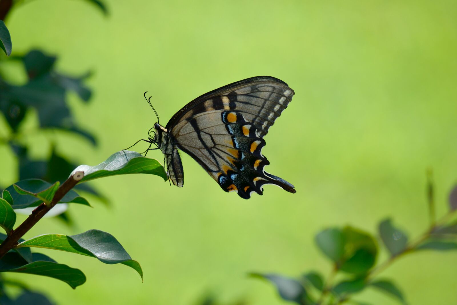 Nikon D3300 sample photo. Swallowtail butterfly, color, insect photography