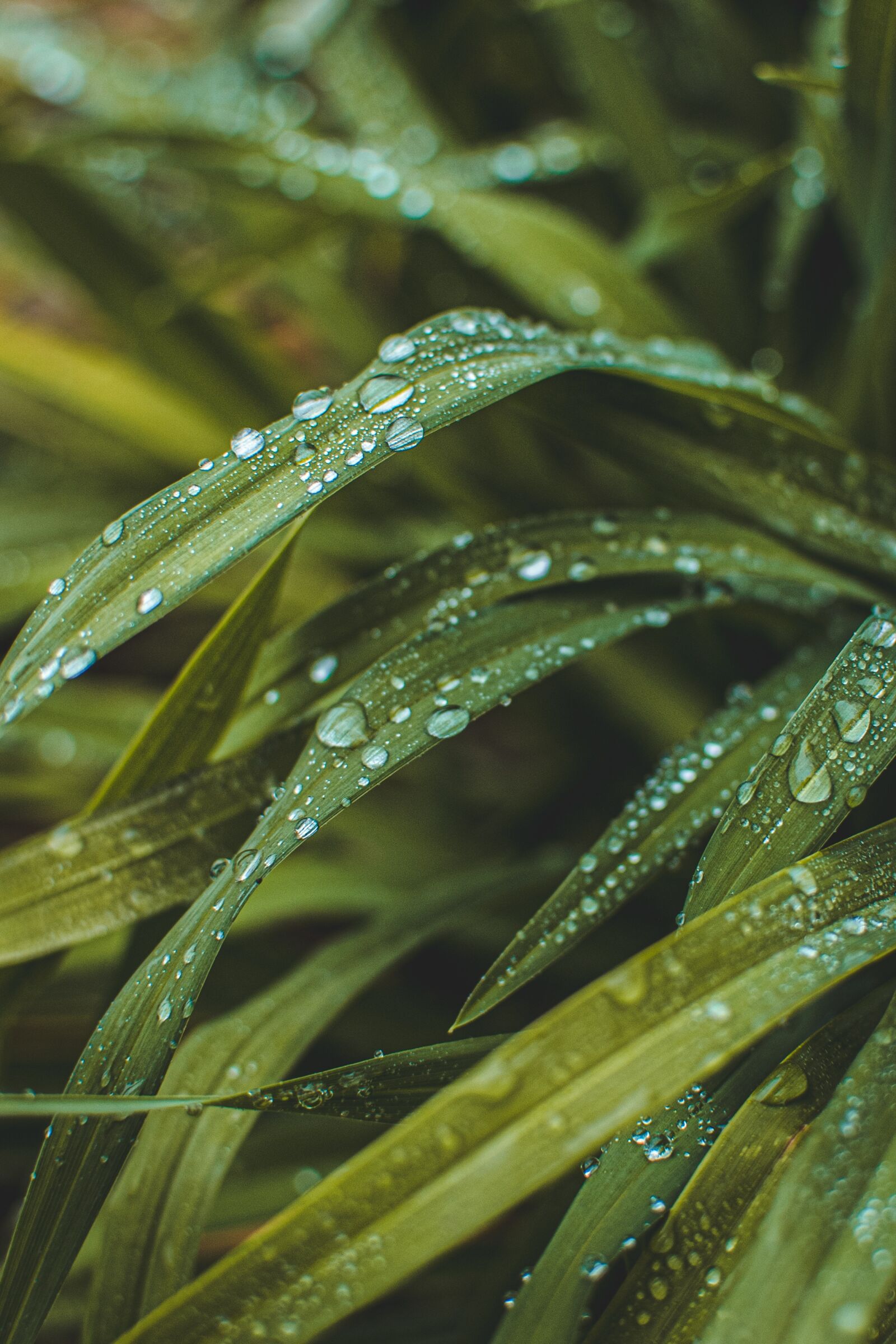 Nikon D750 sample photo. Grass, leaves, dew photography