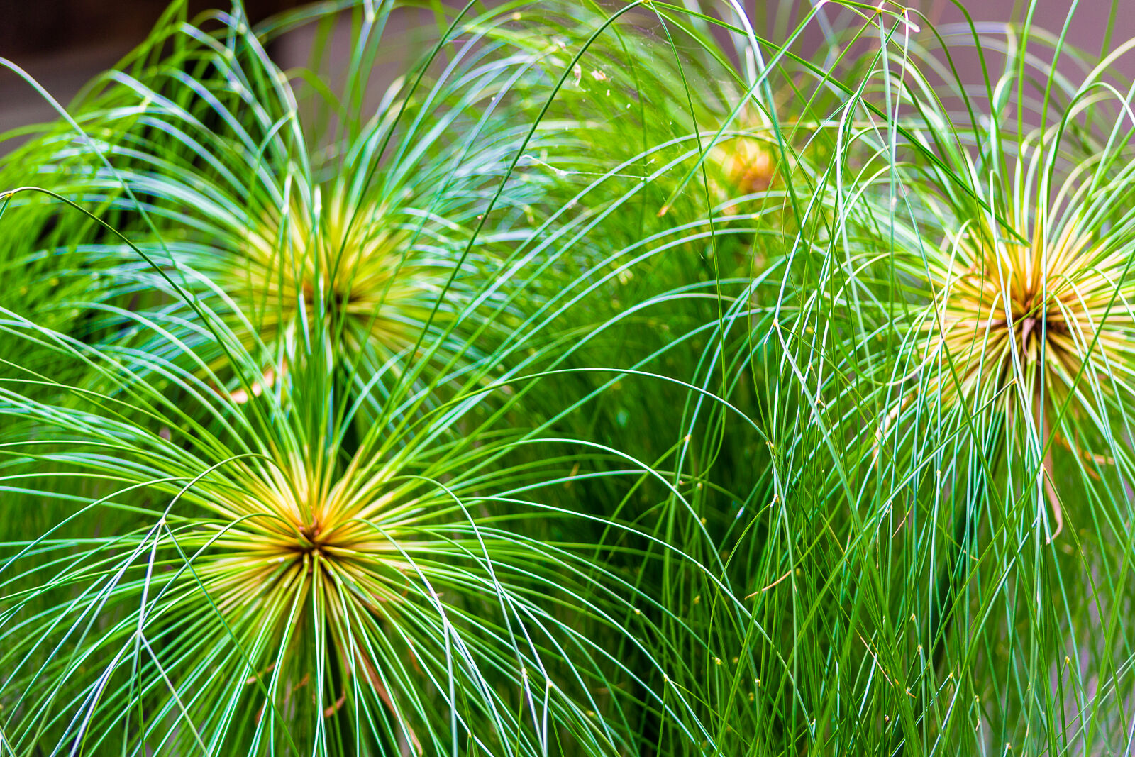 Nikon D3100 sample photo