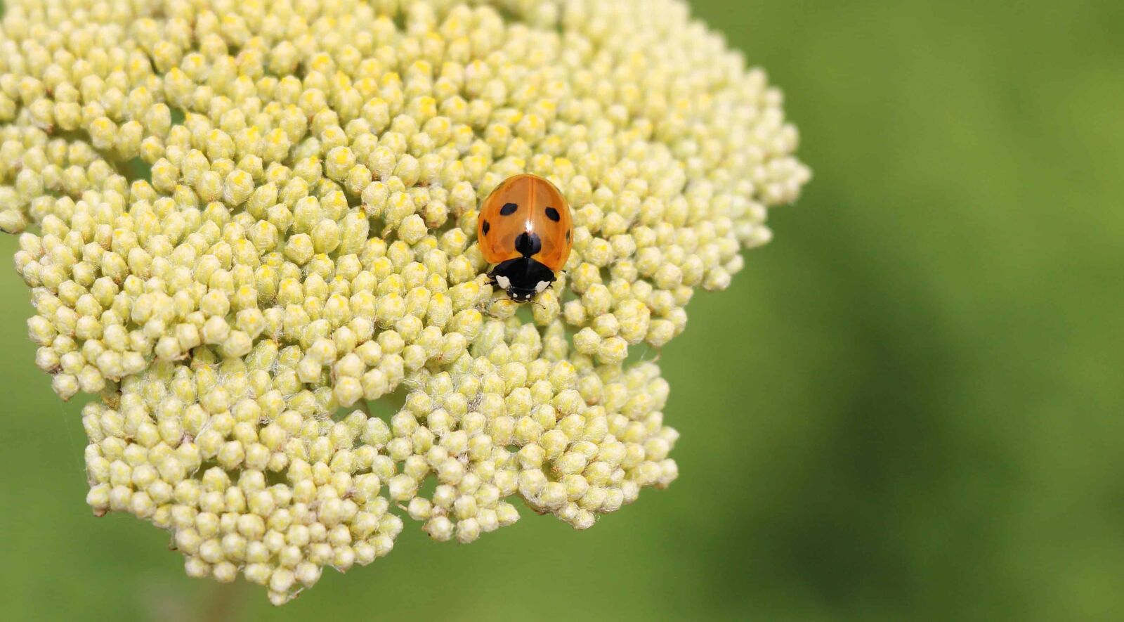 Canon EOS 550D (EOS Rebel T2i / EOS Kiss X4) sample photo. Nature, plant, herb, ladybug photography