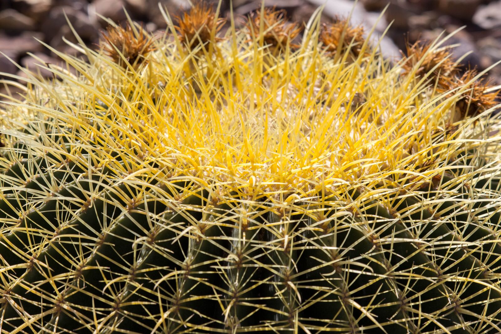 Canon EOS 700D (EOS Rebel T5i / EOS Kiss X7i) sample photo. Cactus, spine, desert photography