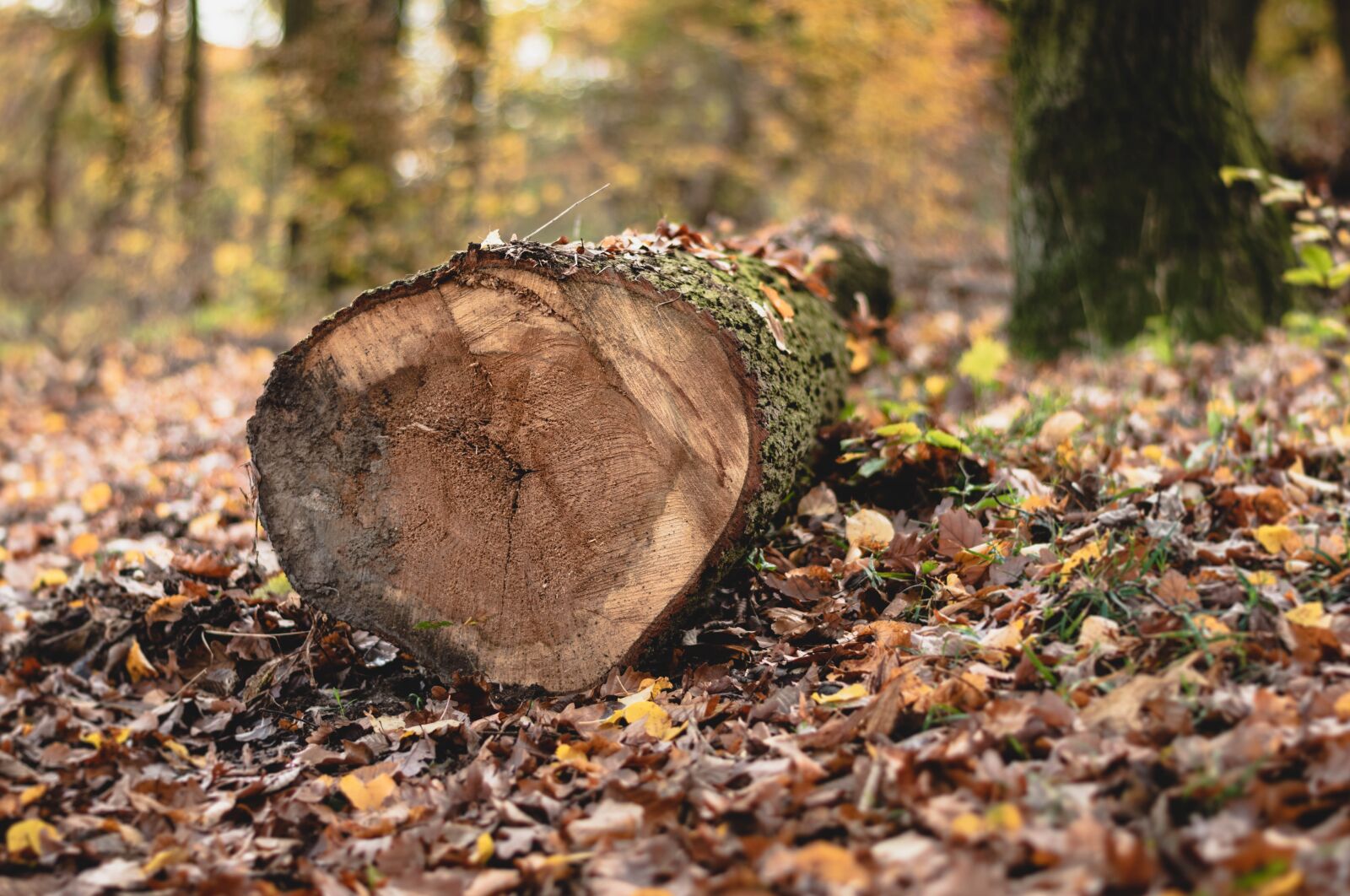 Nikon D5600 sample photo. Wood, tree, forest photography