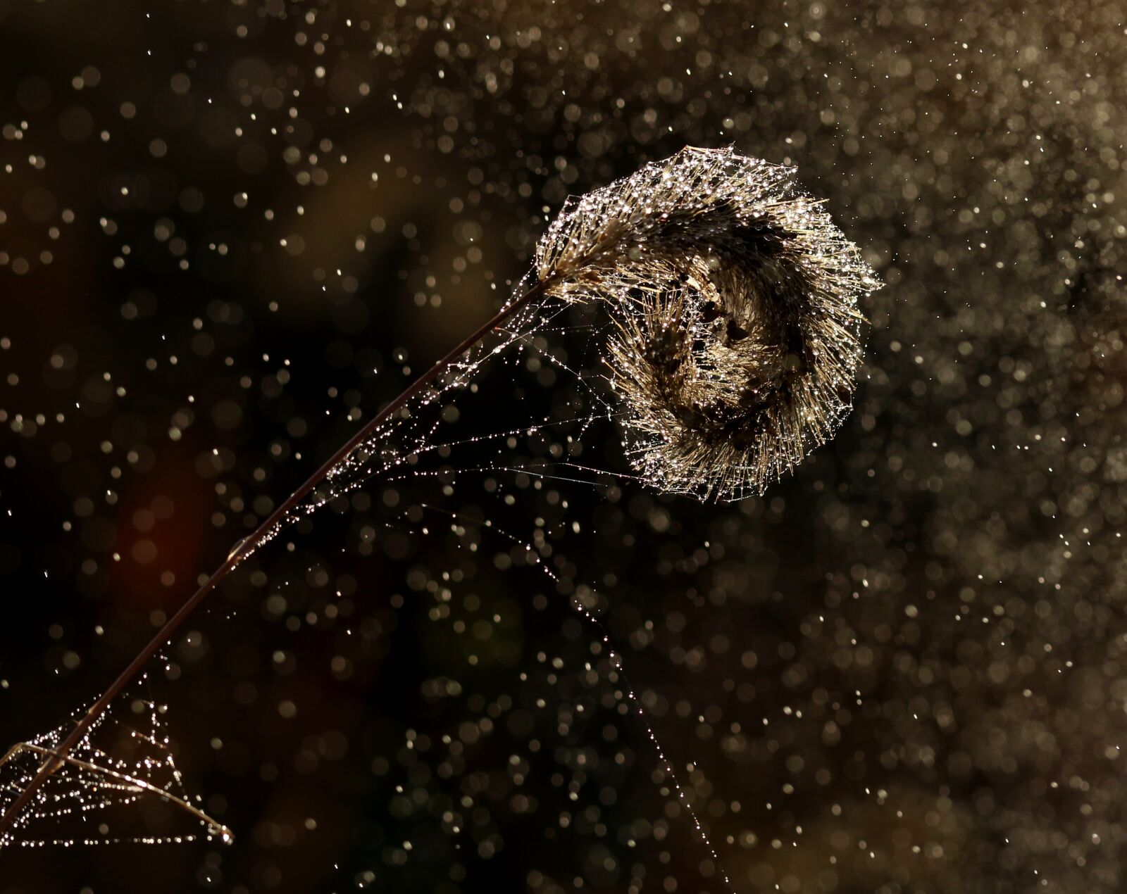 Canon EF-S 60mm F2.8 Macro USM sample photo. Spike, water, drops photography