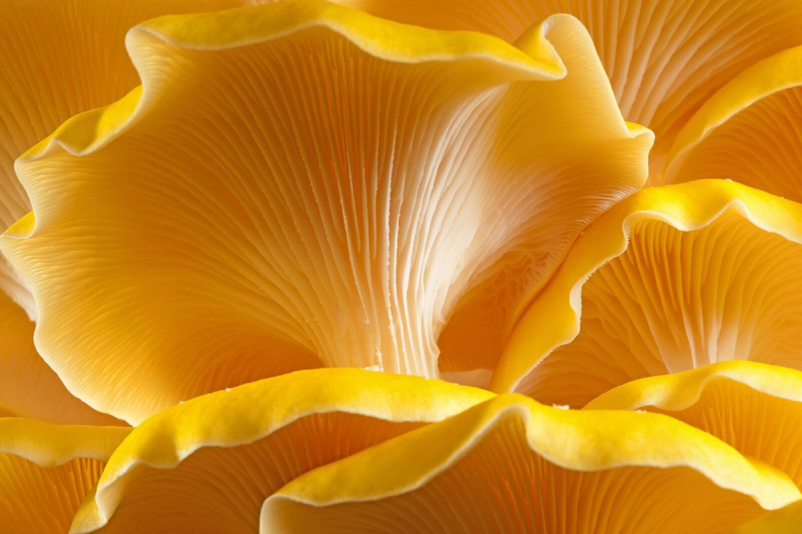 Canon EOS-1Ds Mark III sample photo. Mushroom, oyster, golden photography