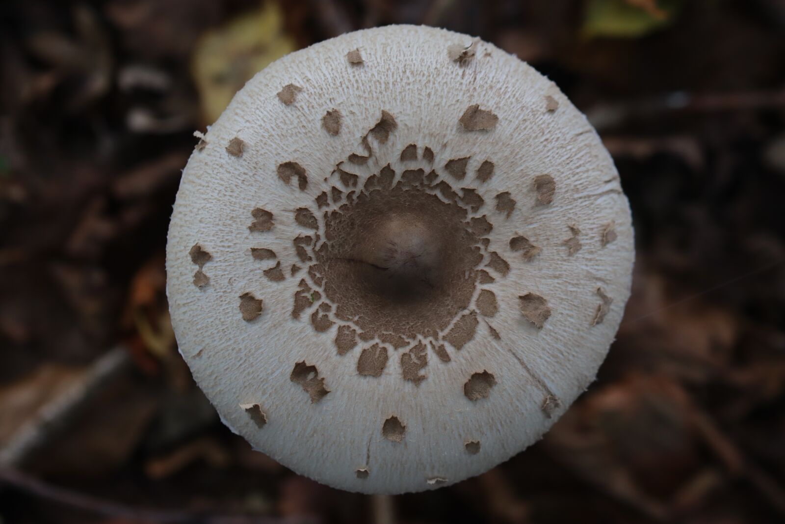 Canon EOS 250D (EOS Rebel SL3 / EOS Kiss X10 / EOS 200D II) sample photo. Mushroom, nature, white photography