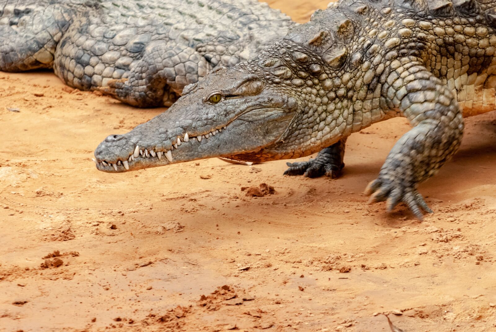 Nikon D80 sample photo. Reptile, crocodile, predator photography