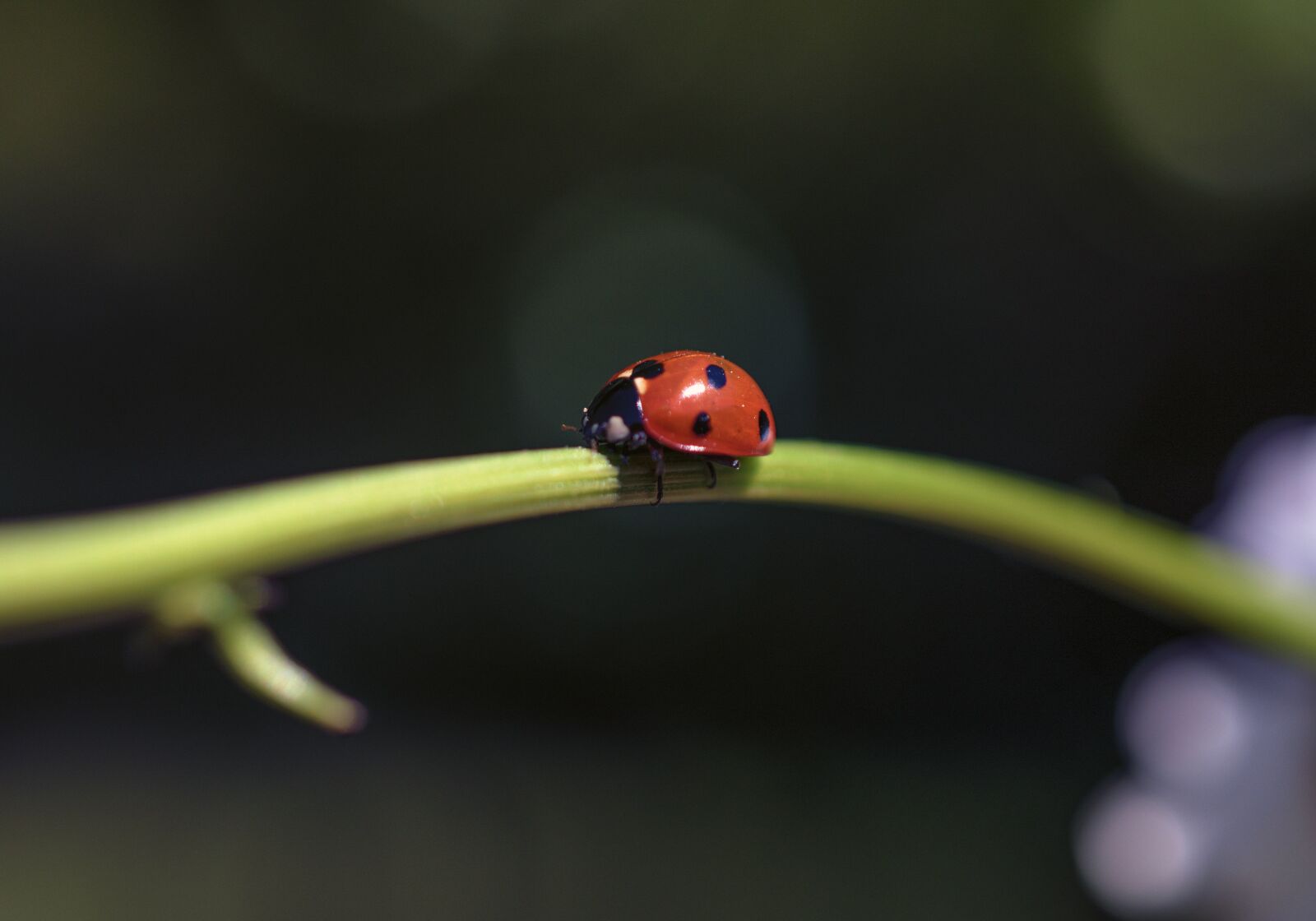 Nikon D5600 sample photo. Ladybug, insect, nature photography