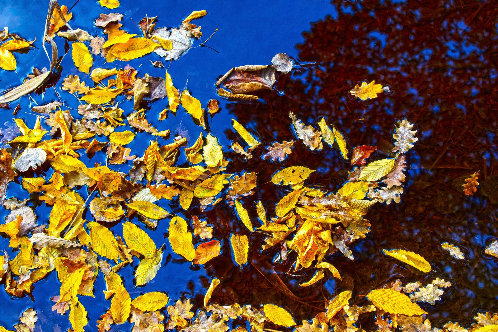 Canon EOS 1300D (EOS Rebel T6 / EOS Kiss X80) sample photo. Autumn, leaves, lake photography
