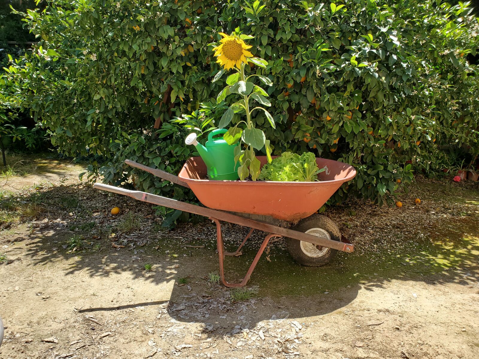Samsung Galaxy S10 sample photo. Sunflower, lemon tree, wheelbarrow photography