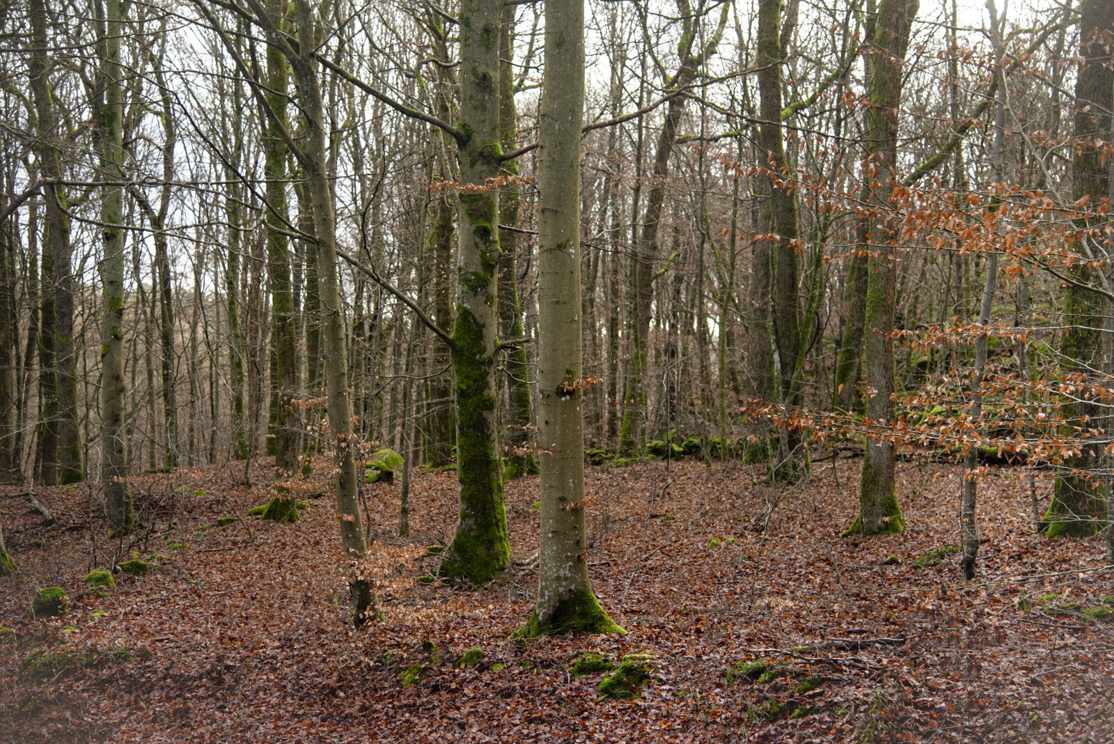 Nikon D750 sample photo. Forest, winter, spring photography