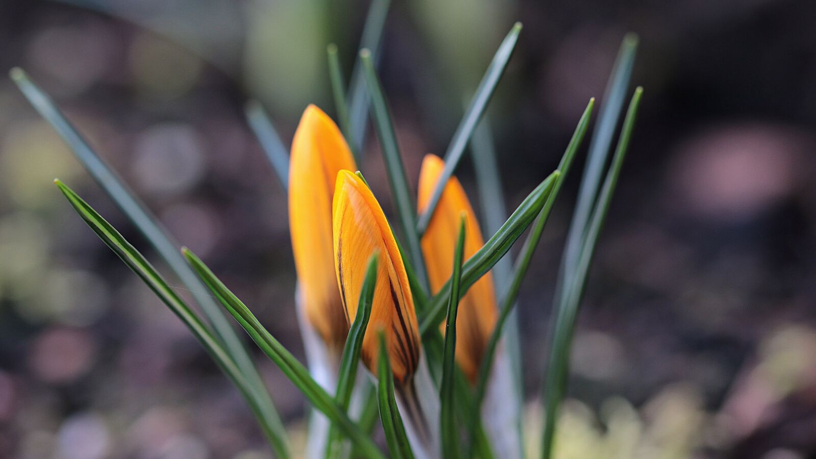 Canon EOS 80D sample photo. Garden, spring, crocus photography