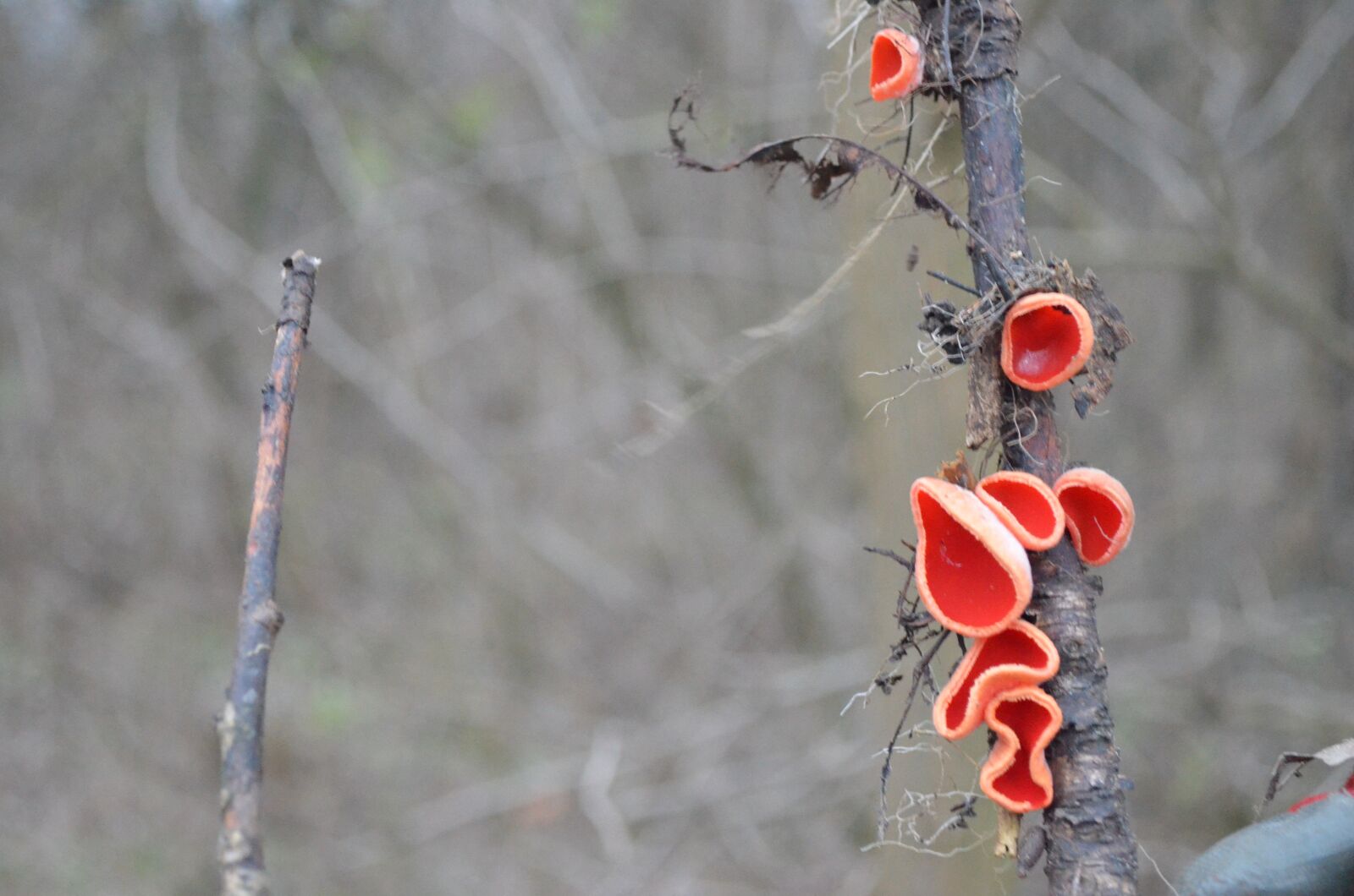 Nikon D5100 sample photo. Mushrooms, nature photography