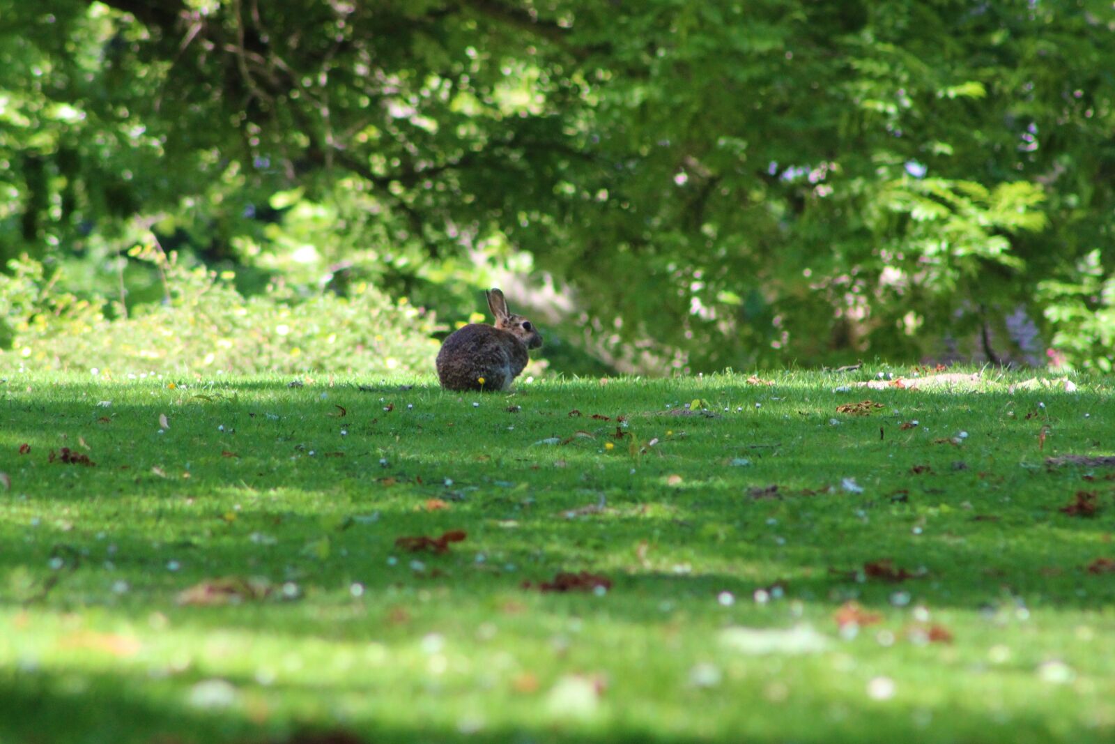 Canon EF75-300mm f/4-5.6 sample photo. Hare, rabbit, easter photography