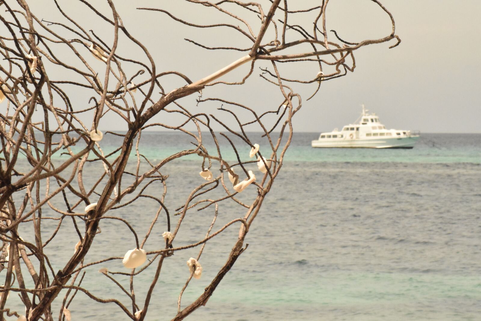 Nikon D5500 sample photo. Seashell, tree, nature photography
