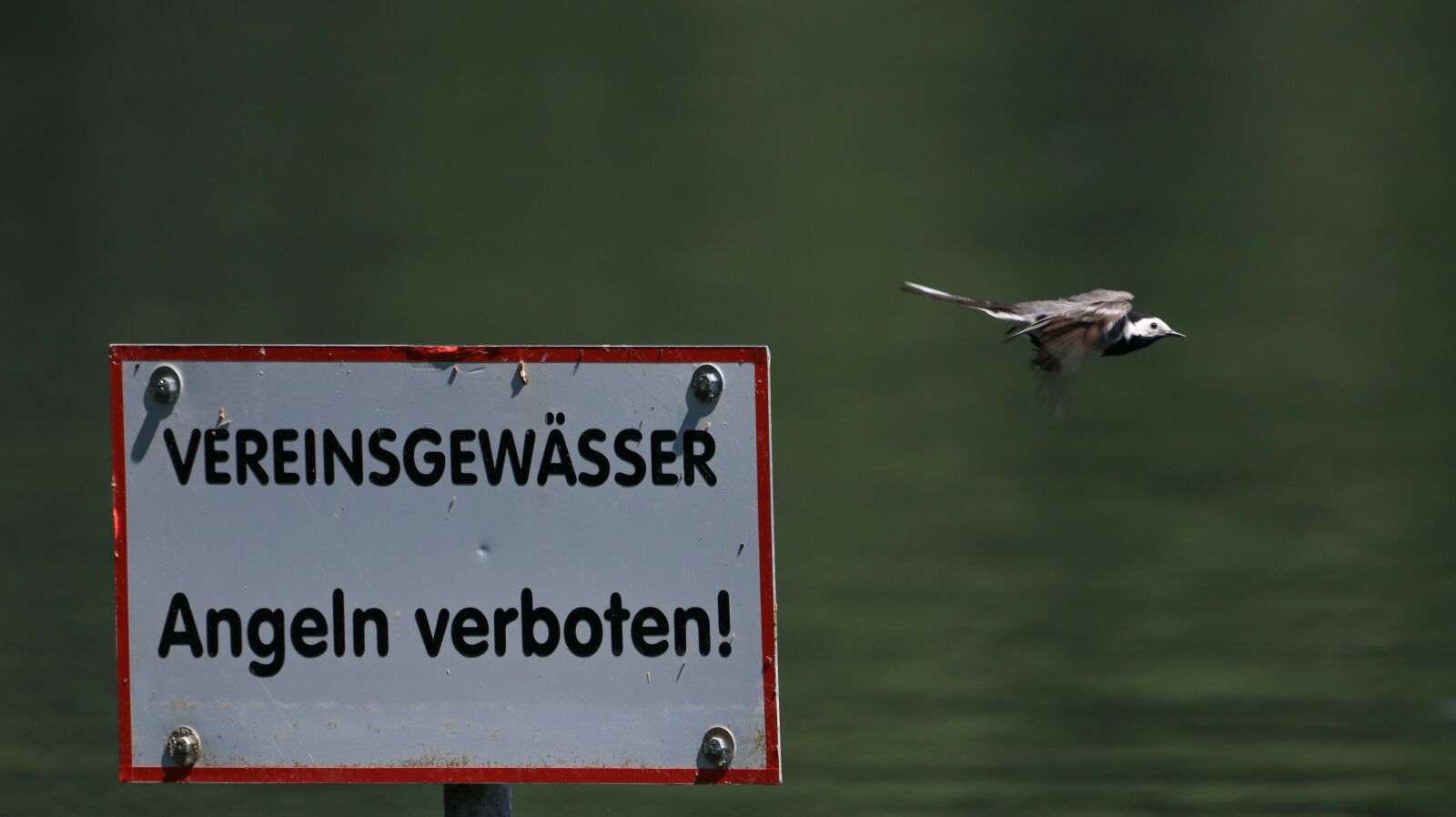 150-600mm F5-6.3 DG OS HSM | Contemporary 015 sample photo. Bird, lake, nature photography