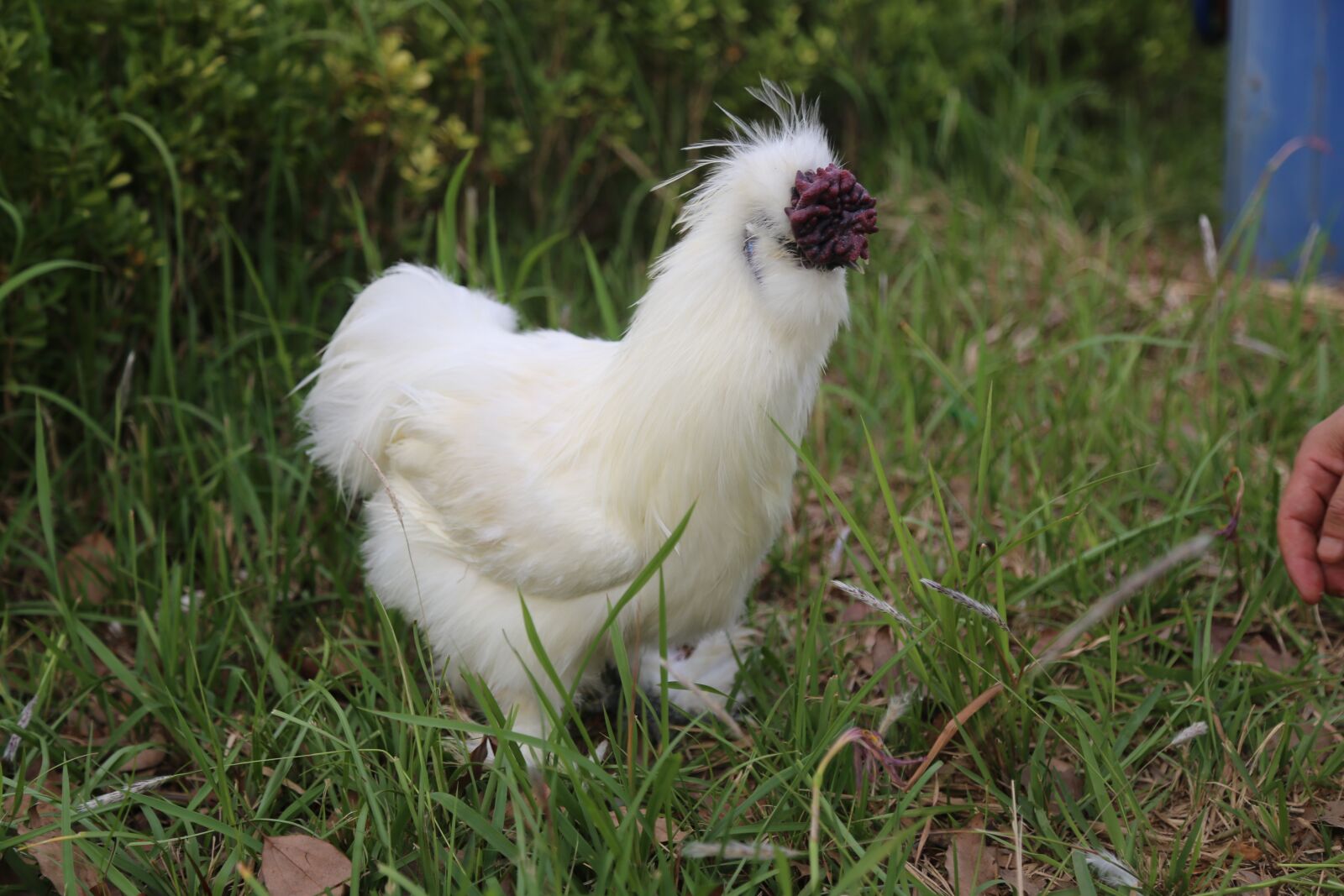 Canon EOS 6D + Canon EF 24-105mm F4L IS USM sample photo. Chinese taihe black chicken photography