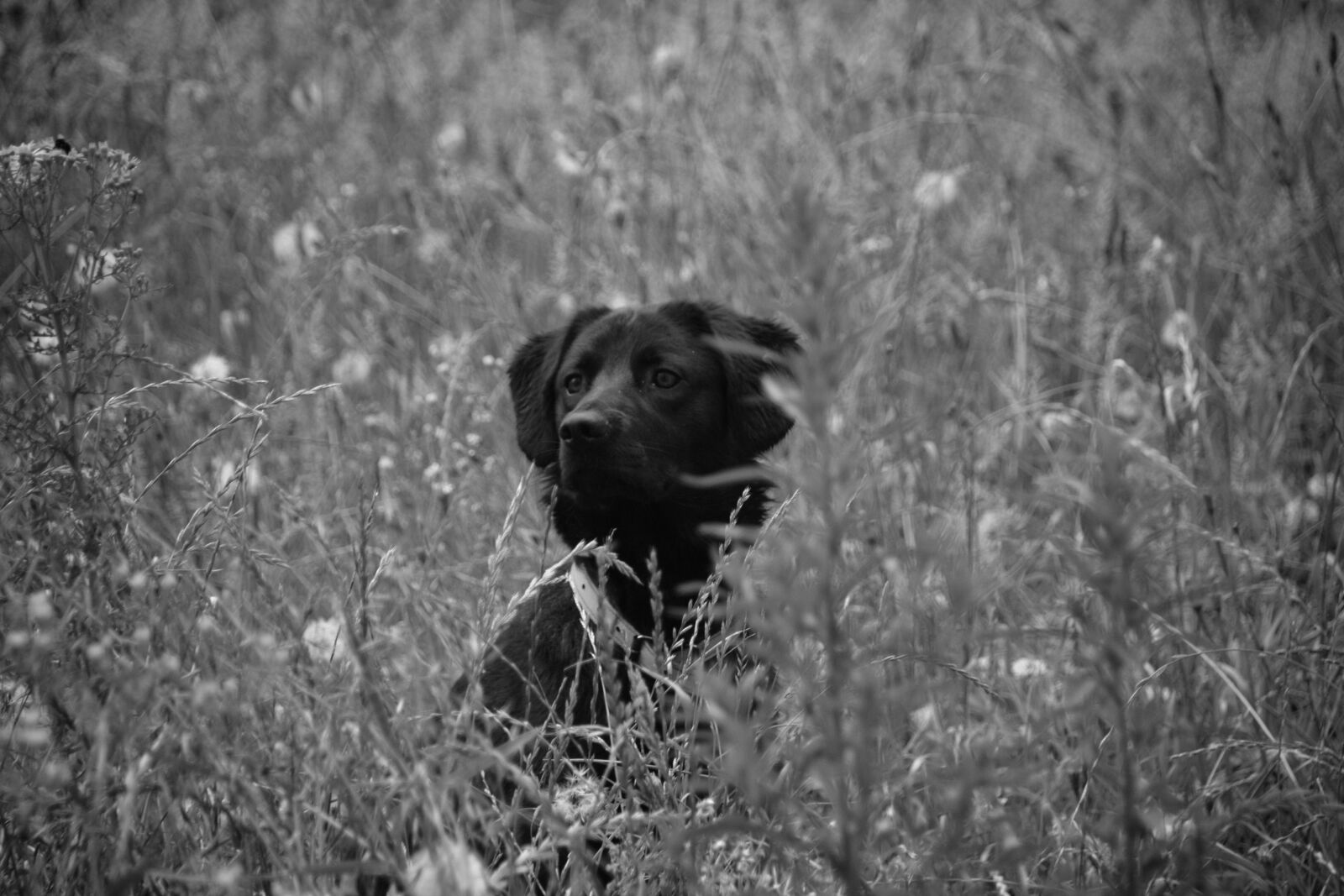Nikon D5200 sample photo. Animal, animalier, animaux, domestiques photography