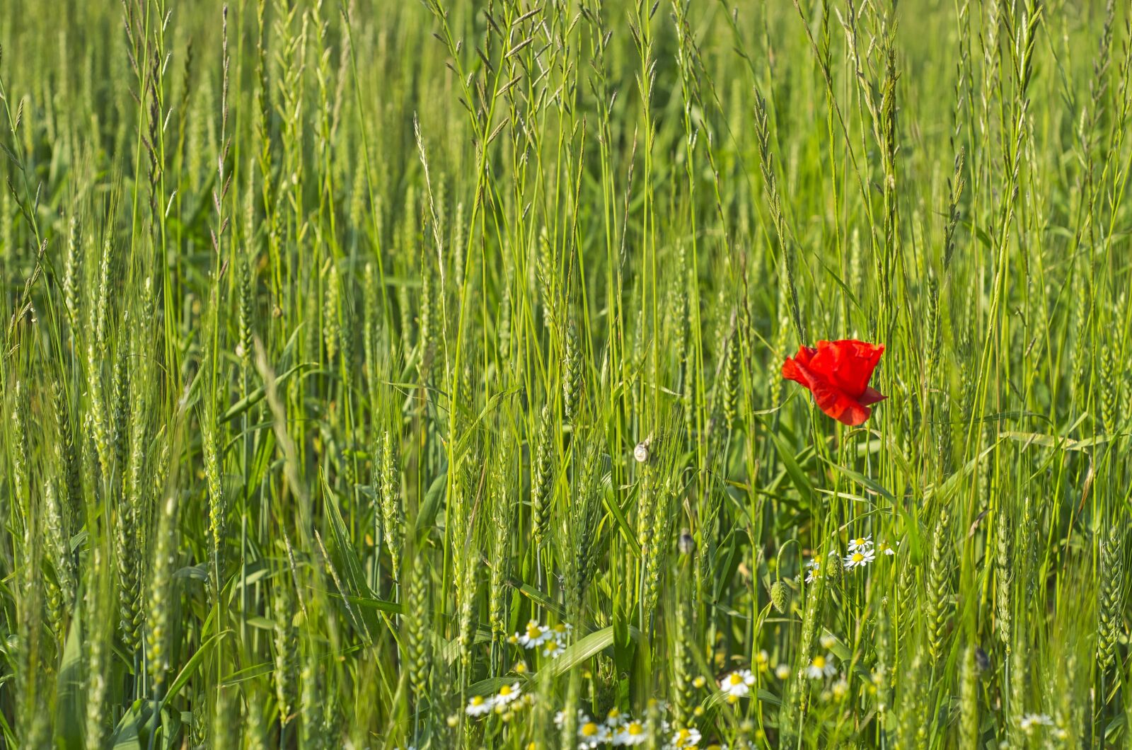 Nikon D7000 sample photo. Nature, green, natural photography