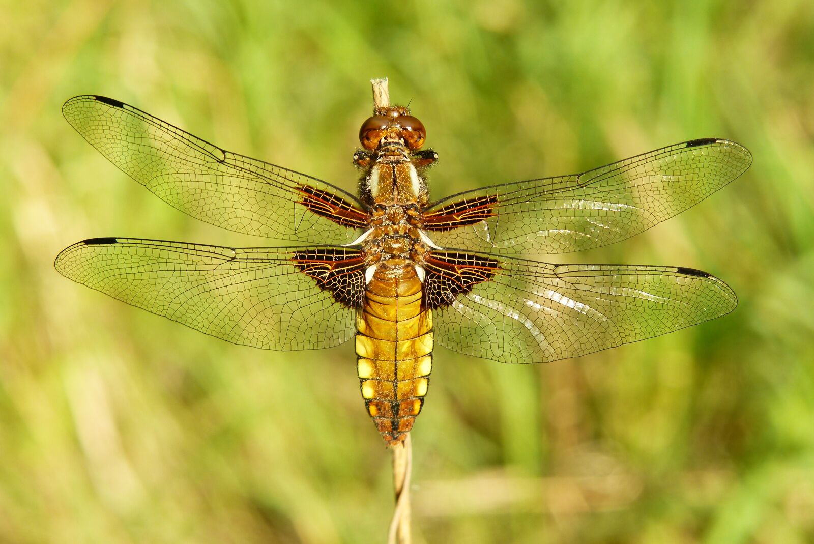 Panasonic Lumix DMC-FZ200 sample photo. Animals, invertebrates, insect photography
