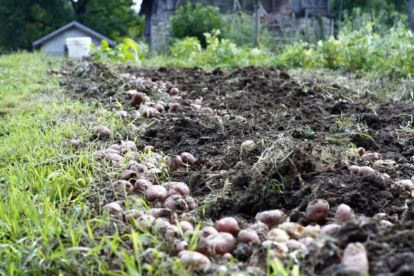 Canon EOS 40D sample photo. Potato, field, agriculture photography