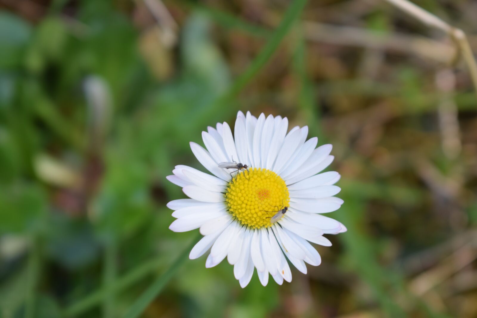 Nikon D3300 sample photo. Daisy, flower, wild photography