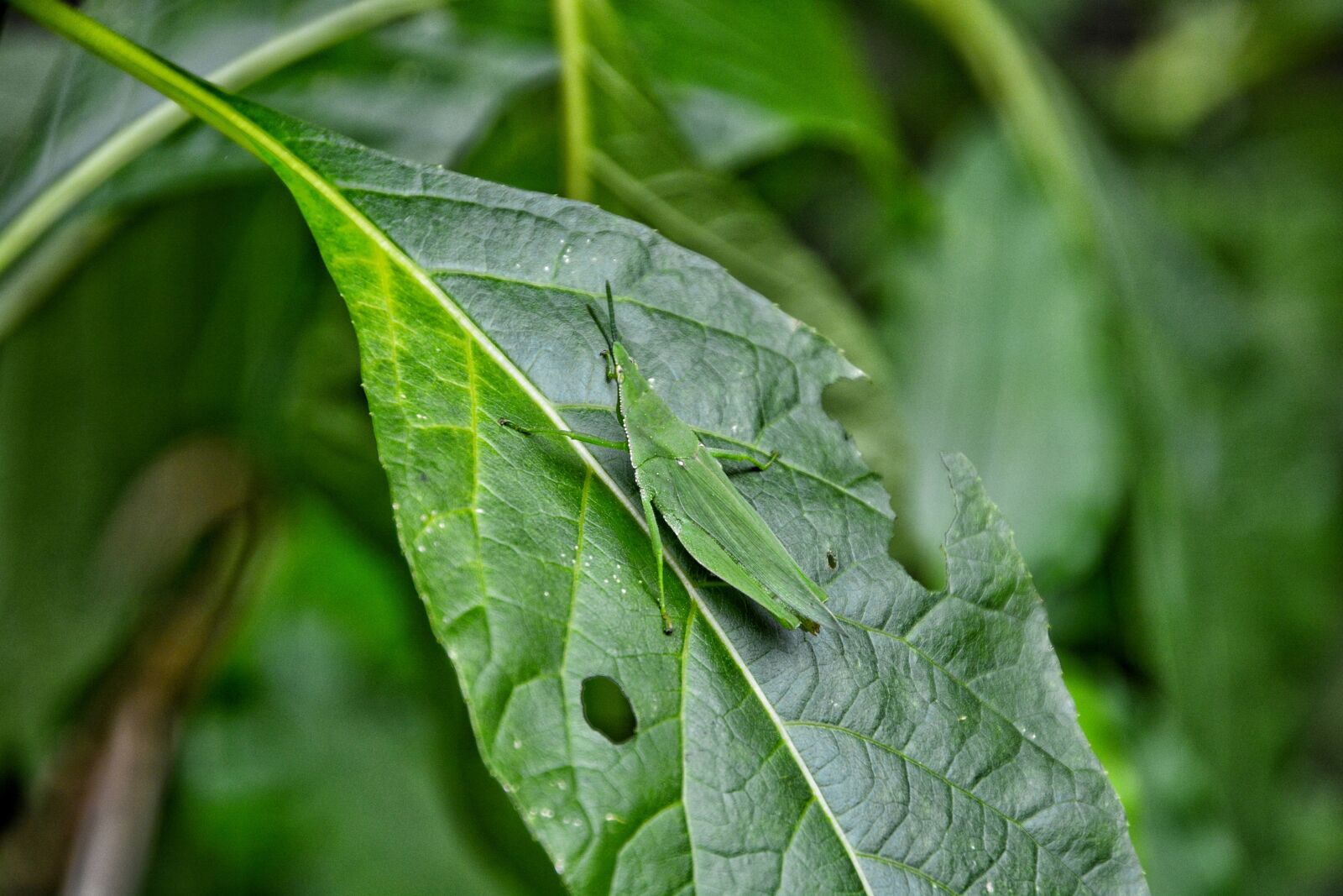 Nikon D7100 sample photo. Leaf, plant, nature photography