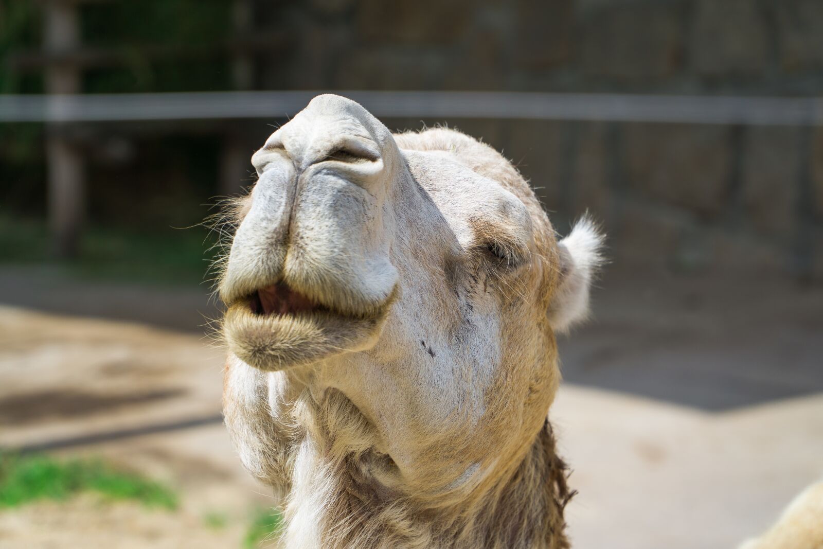 Sony a6000 + Sony E PZ 18-105mm F4 G OSS sample photo. Camel, animal, zoo photography