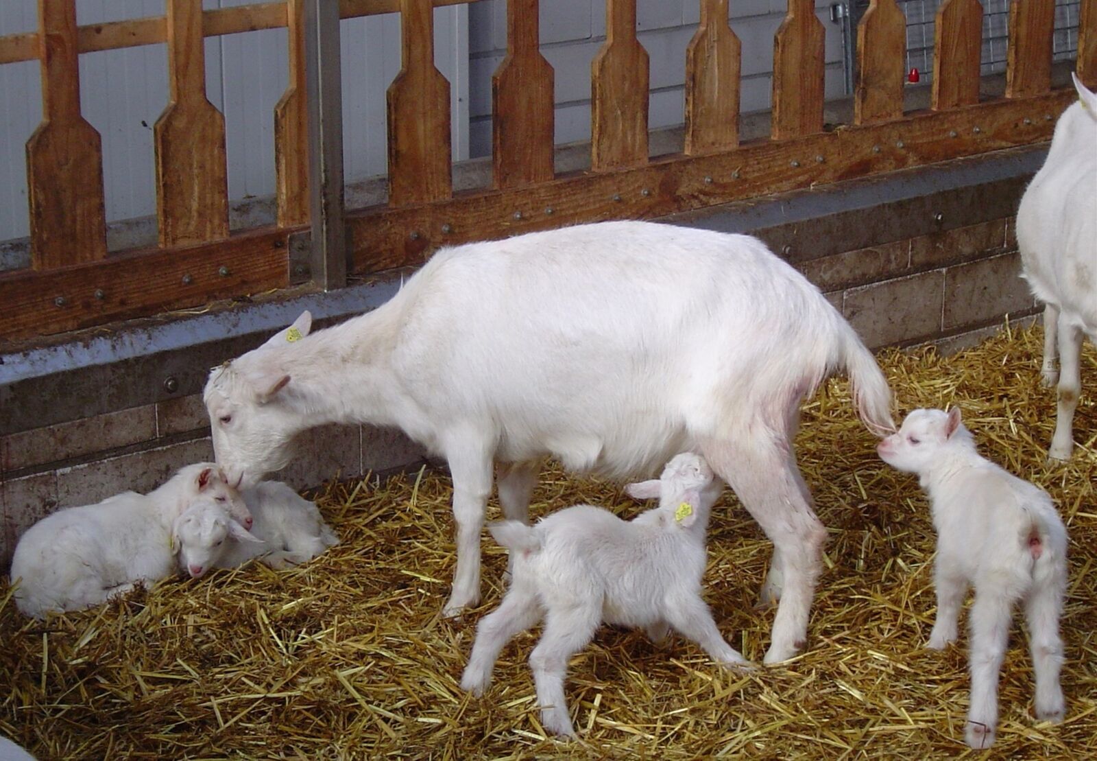 Sony DSC-P72 sample photo. Goats, lambs, drinking photography