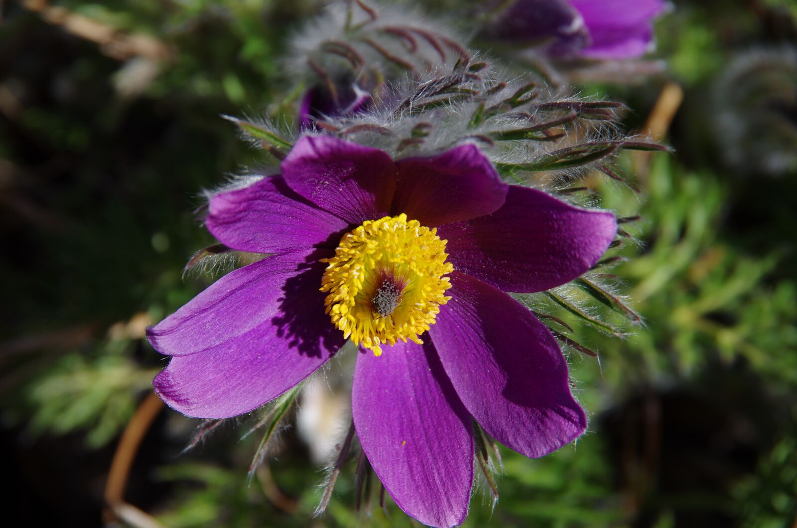 Pentax K-5 sample photo. Pasque flower, blossom, bloom photography