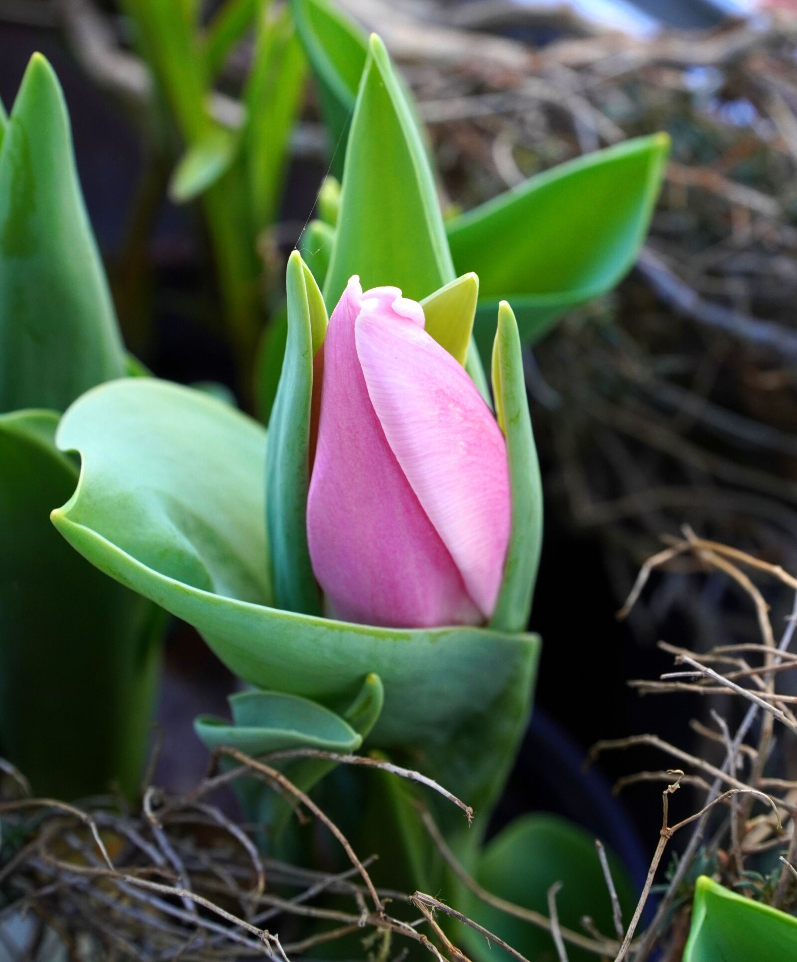Sony E PZ 18-105mm F4 G OSS sample photo. Tulip, blossom, bloom photography