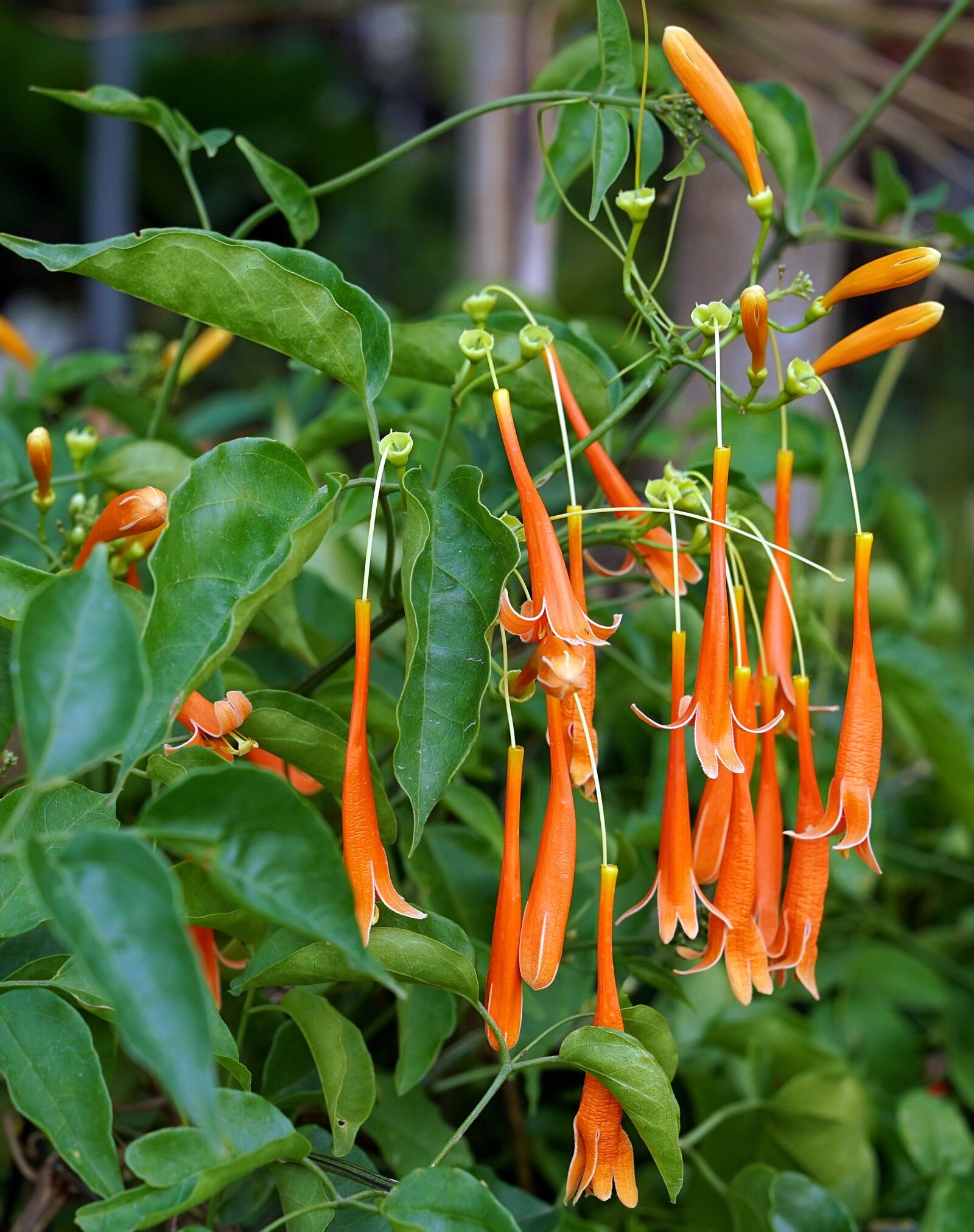Sony a7R II + Sony FE 24-70mm F2.8 GM sample photo. Florida, flame, vine photography