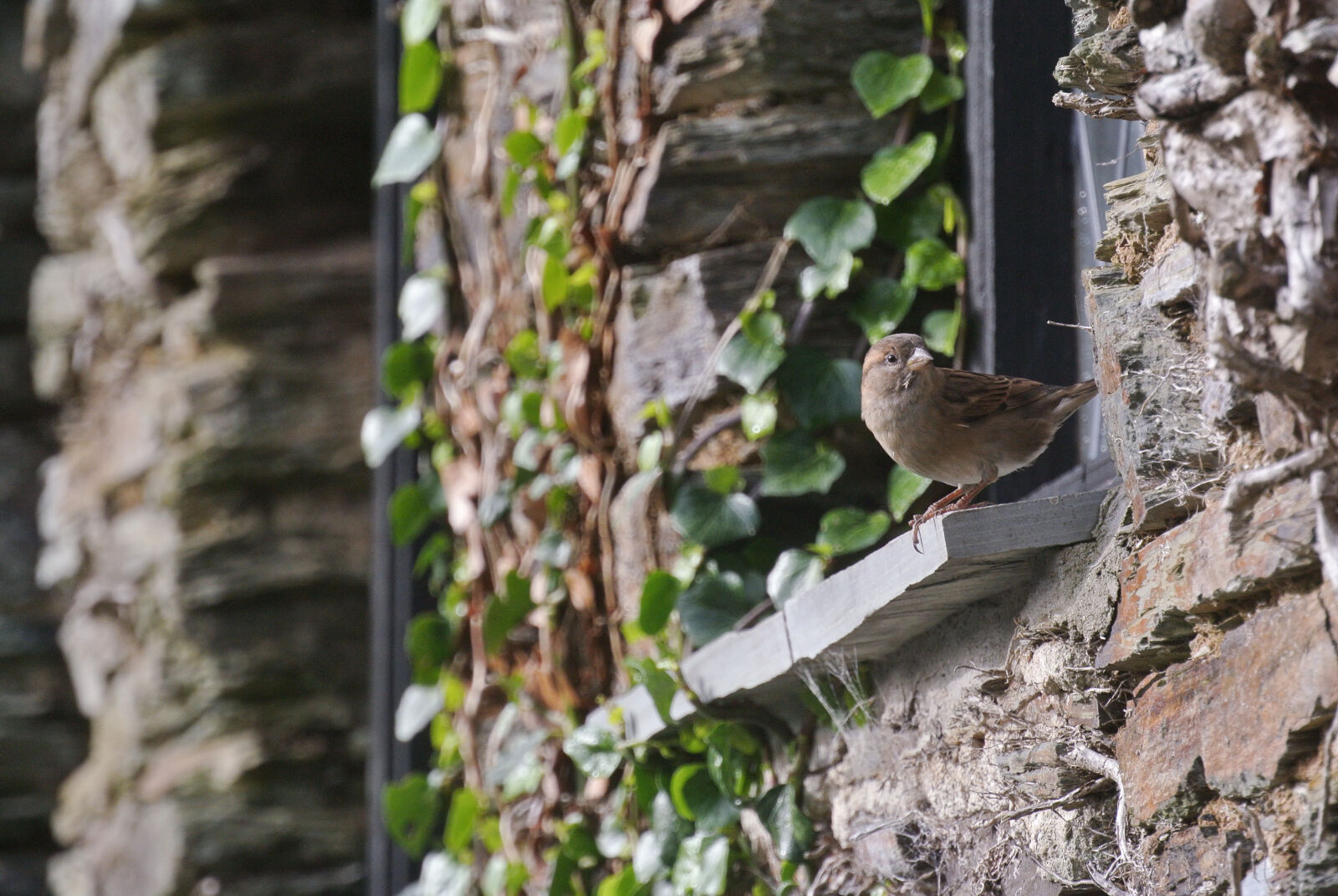 Nikon 1 J1 sample photo. Bird, wall, animal, farm photography