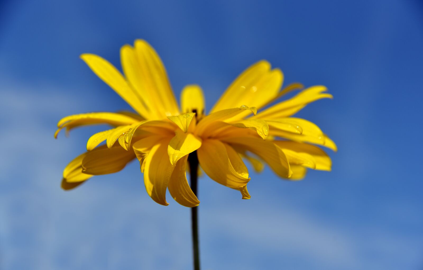 Nikon D750 sample photo. Flower, blossom, bloom photography
