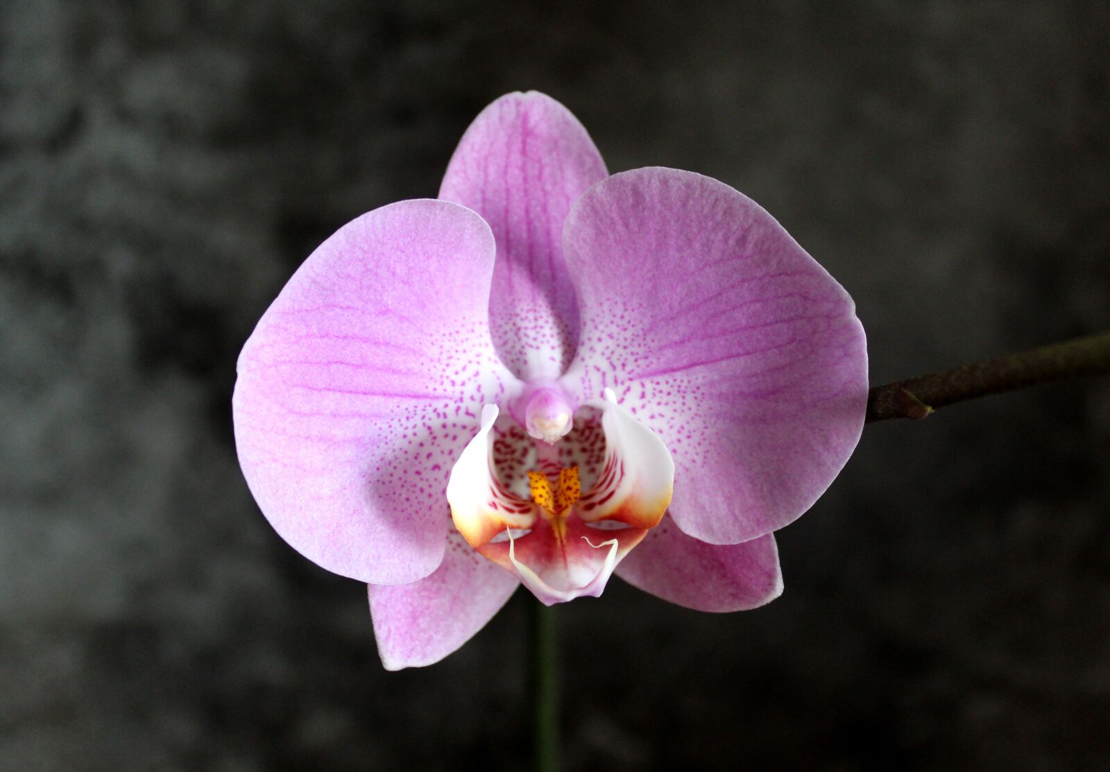 Canon EOS 1300D (EOS Rebel T6 / EOS Kiss X80) sample photo. Phalaenopsis, orchid, flower photography