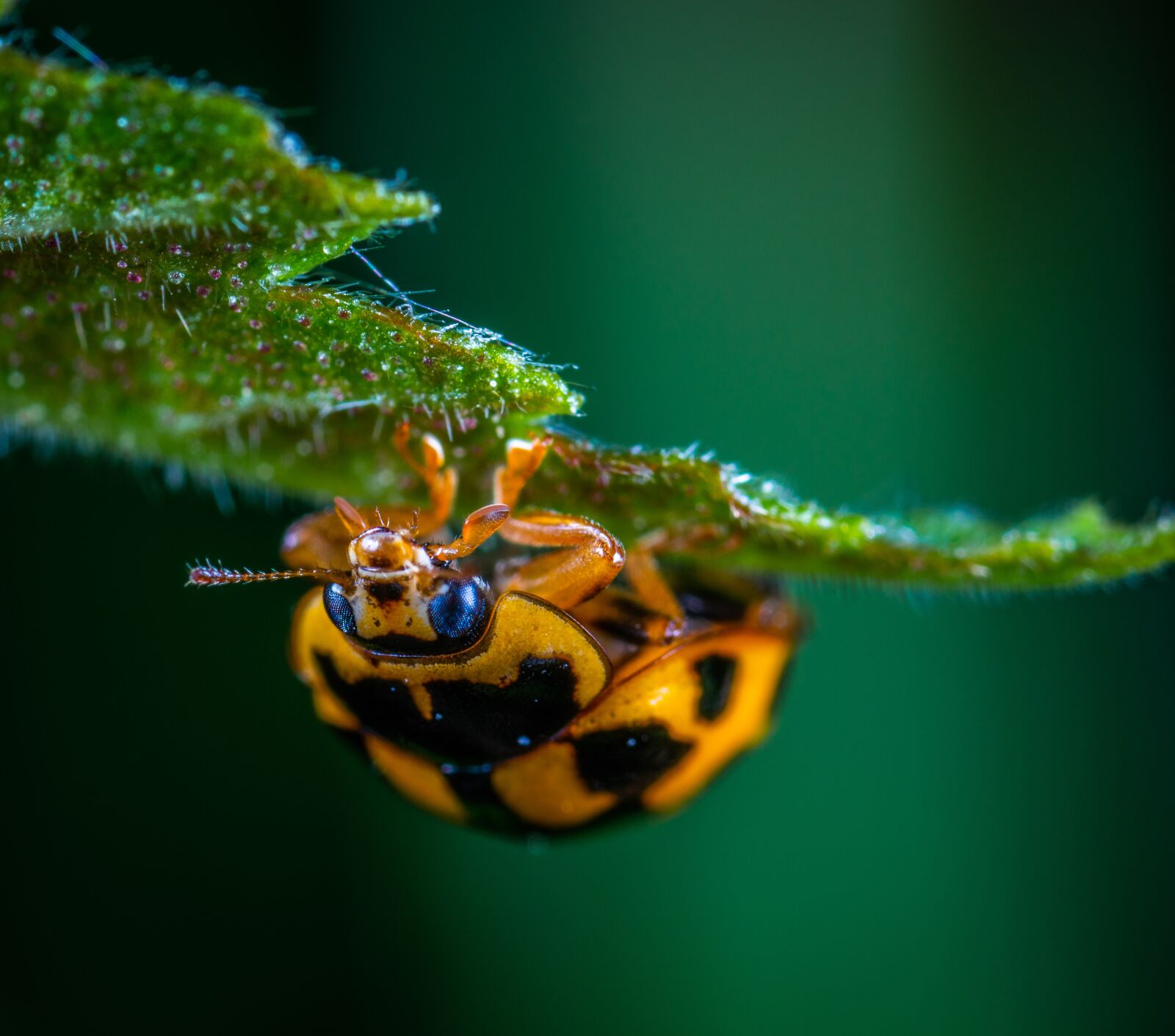 Sony a7R II sample photo. Macro, insect, bespozvonochnoe photography